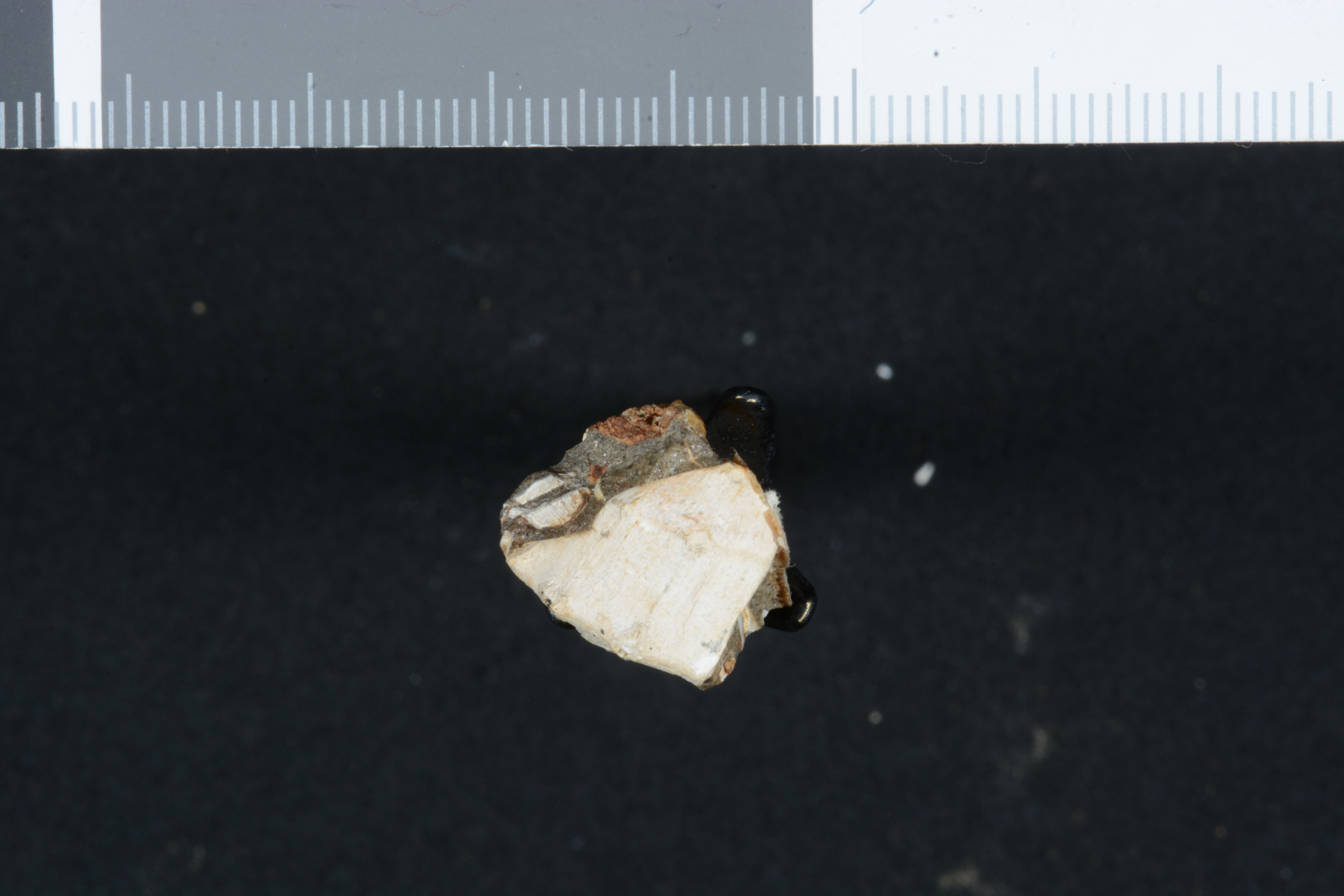 Ficopsis hornii