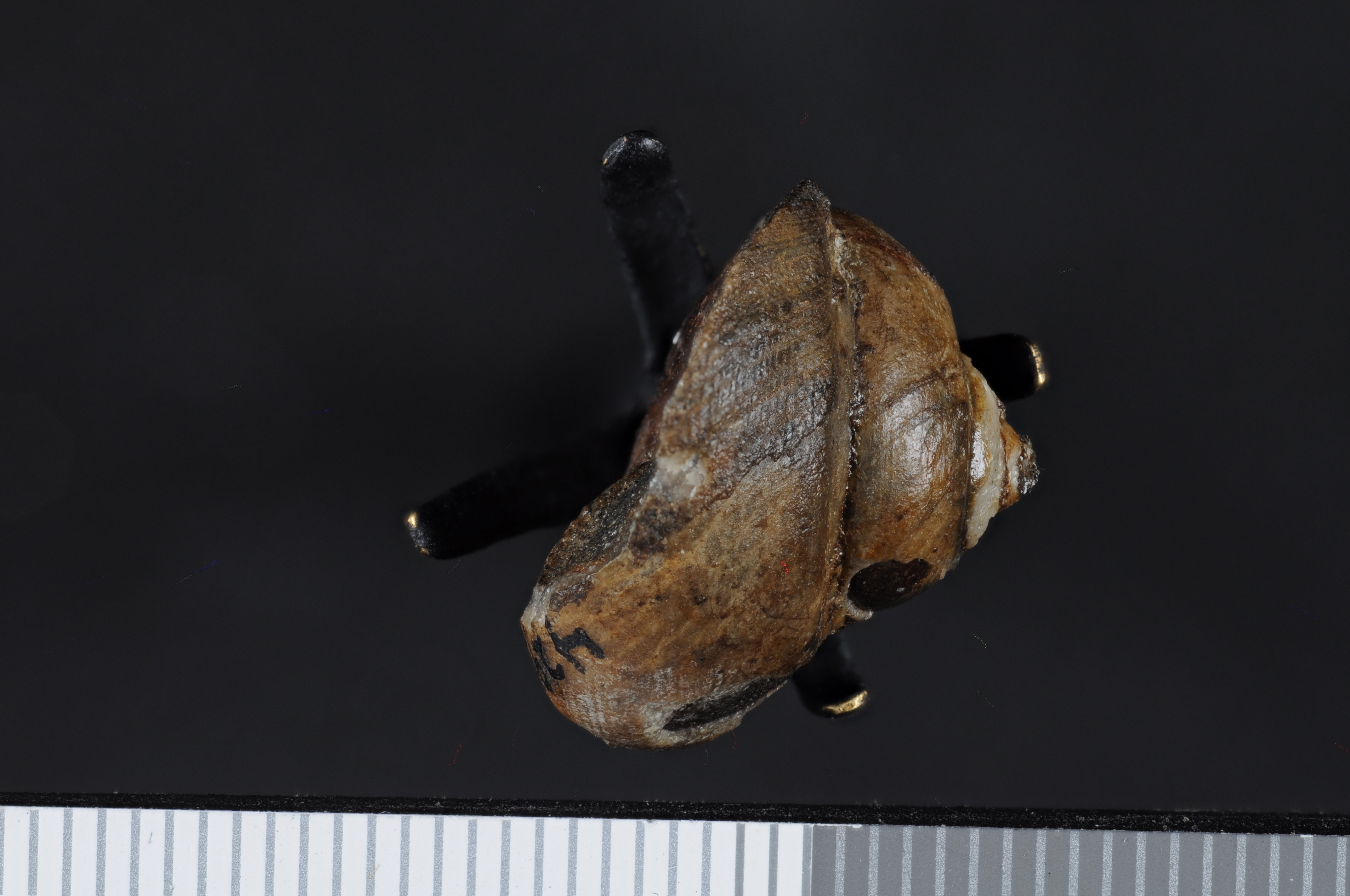 Atira inornata (Gabb, 1864), a relative of Atira inornata — not Atira inornata itself