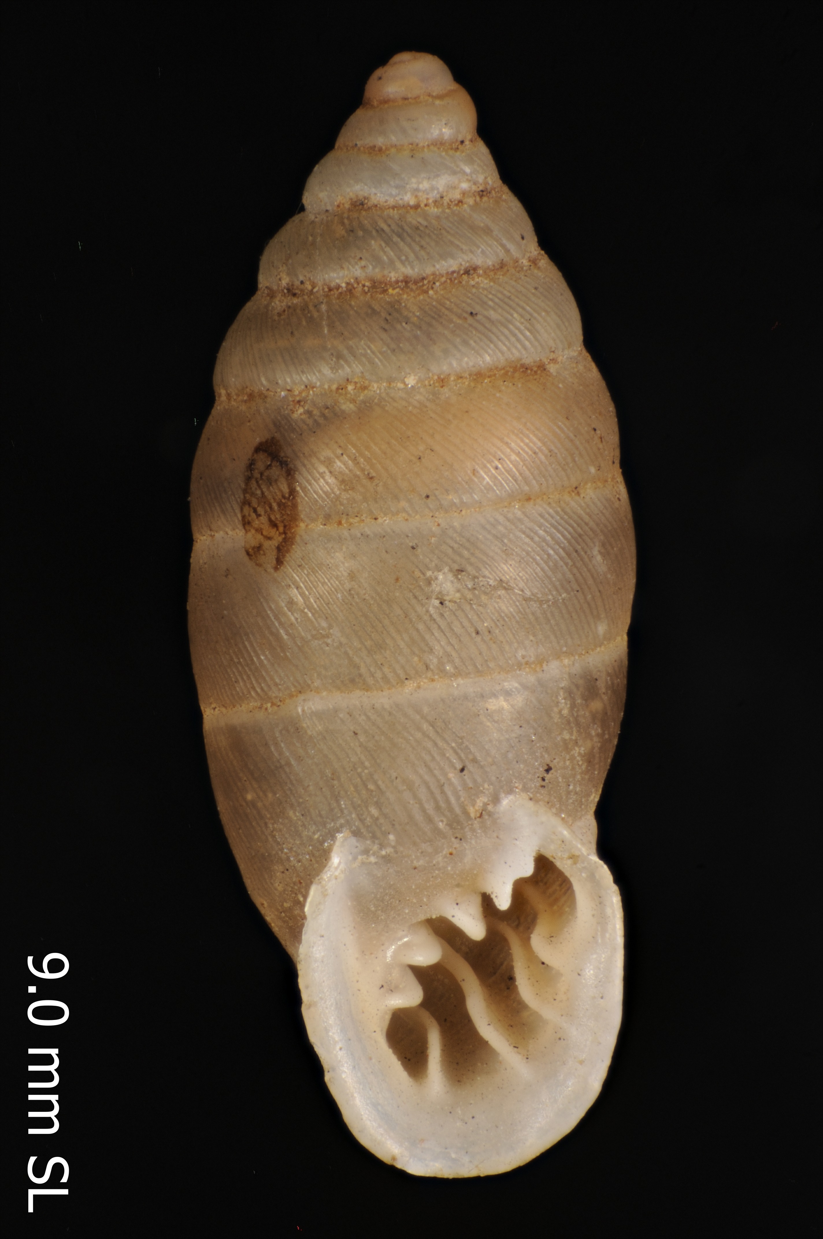 Abida vasconica
