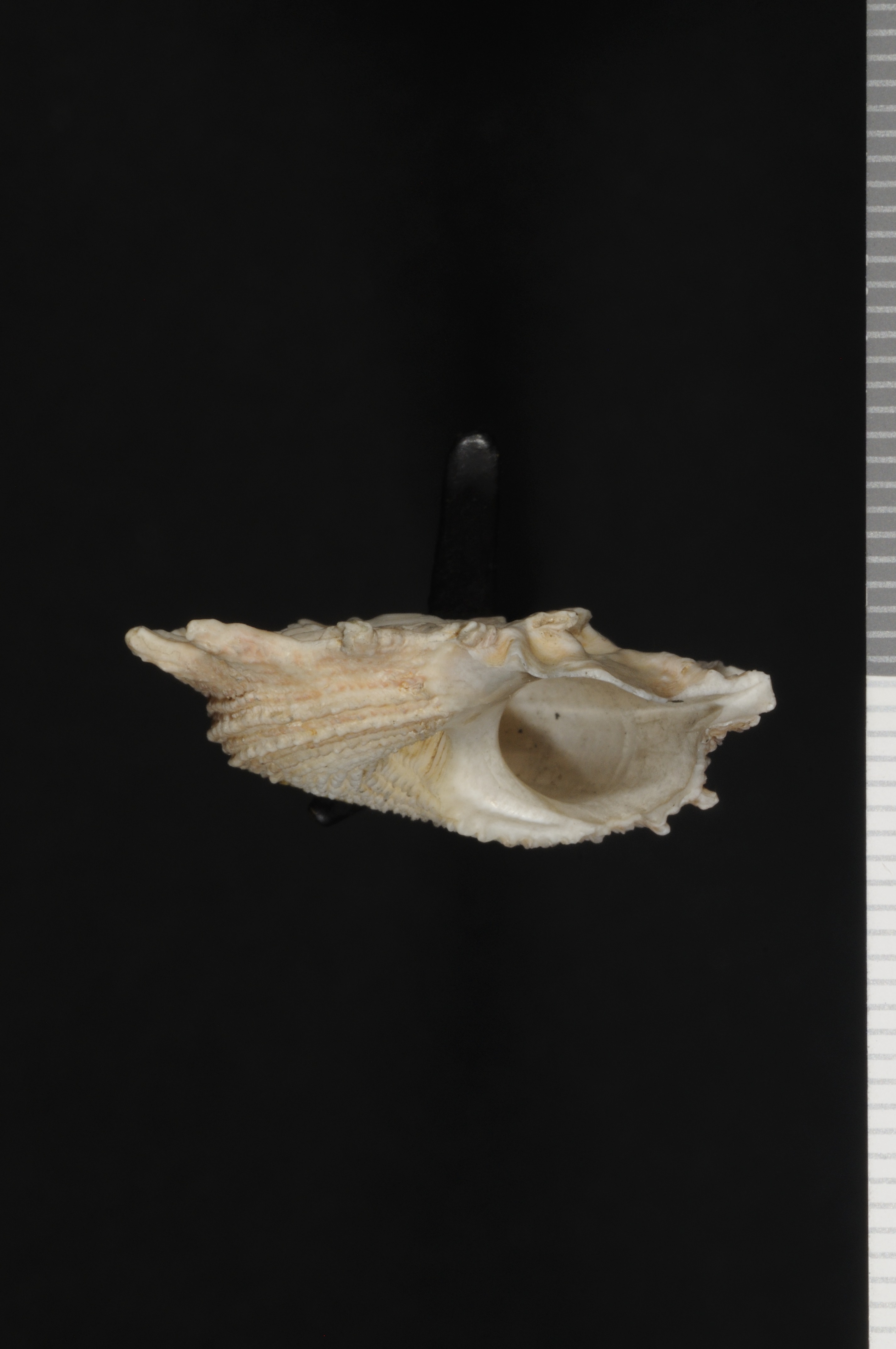 Astralium calcar