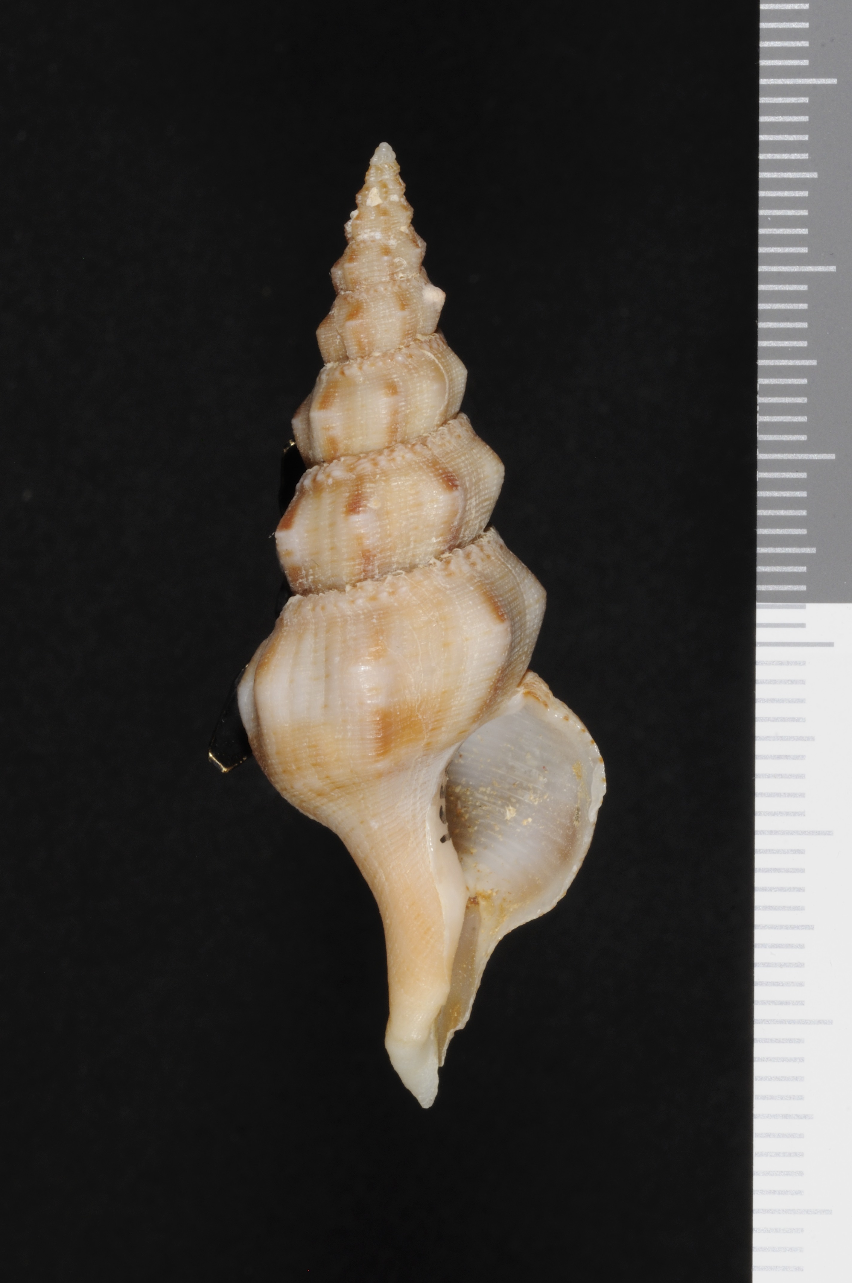 Fusolatirus suduirauti thumbnail