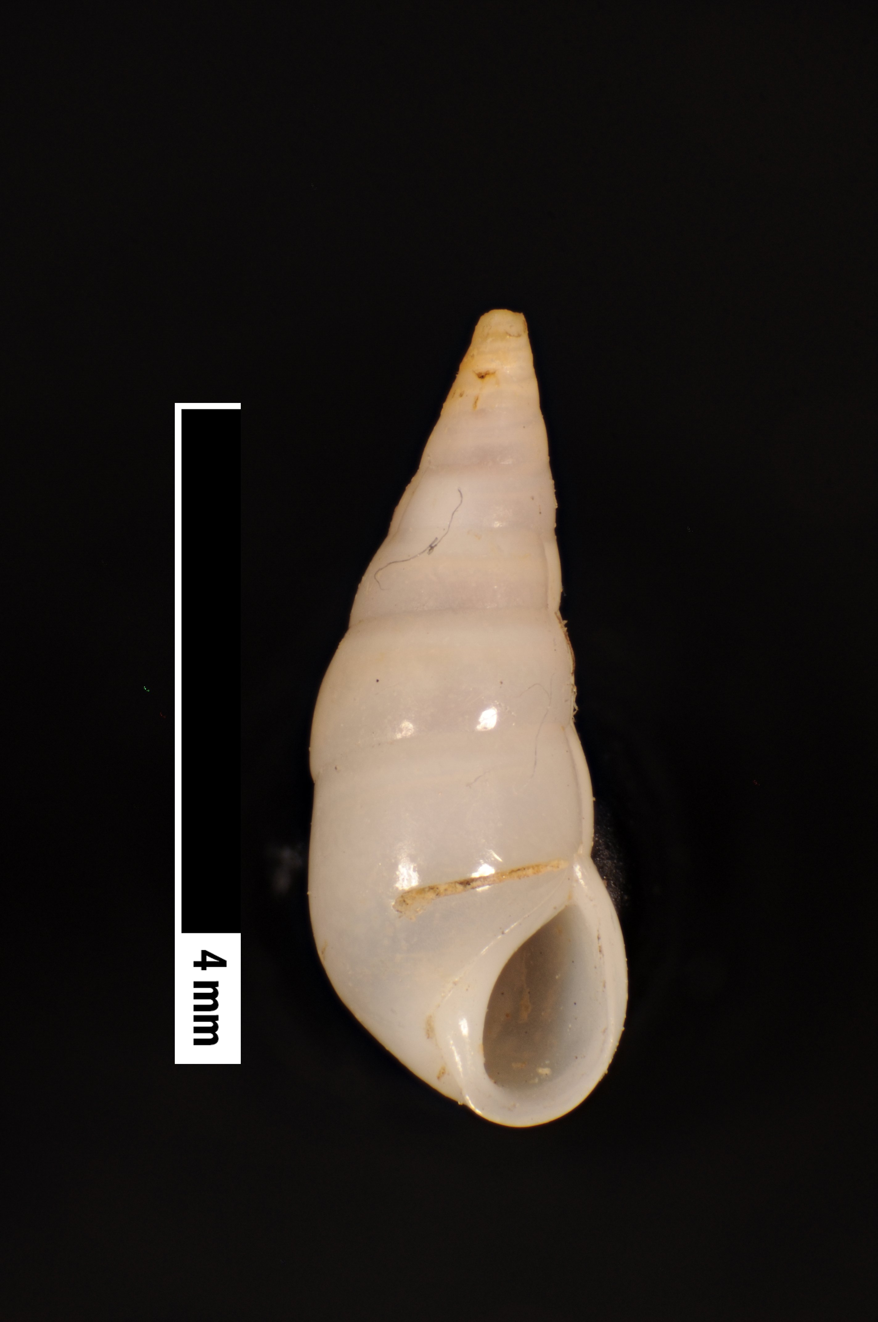 Melanella thersites