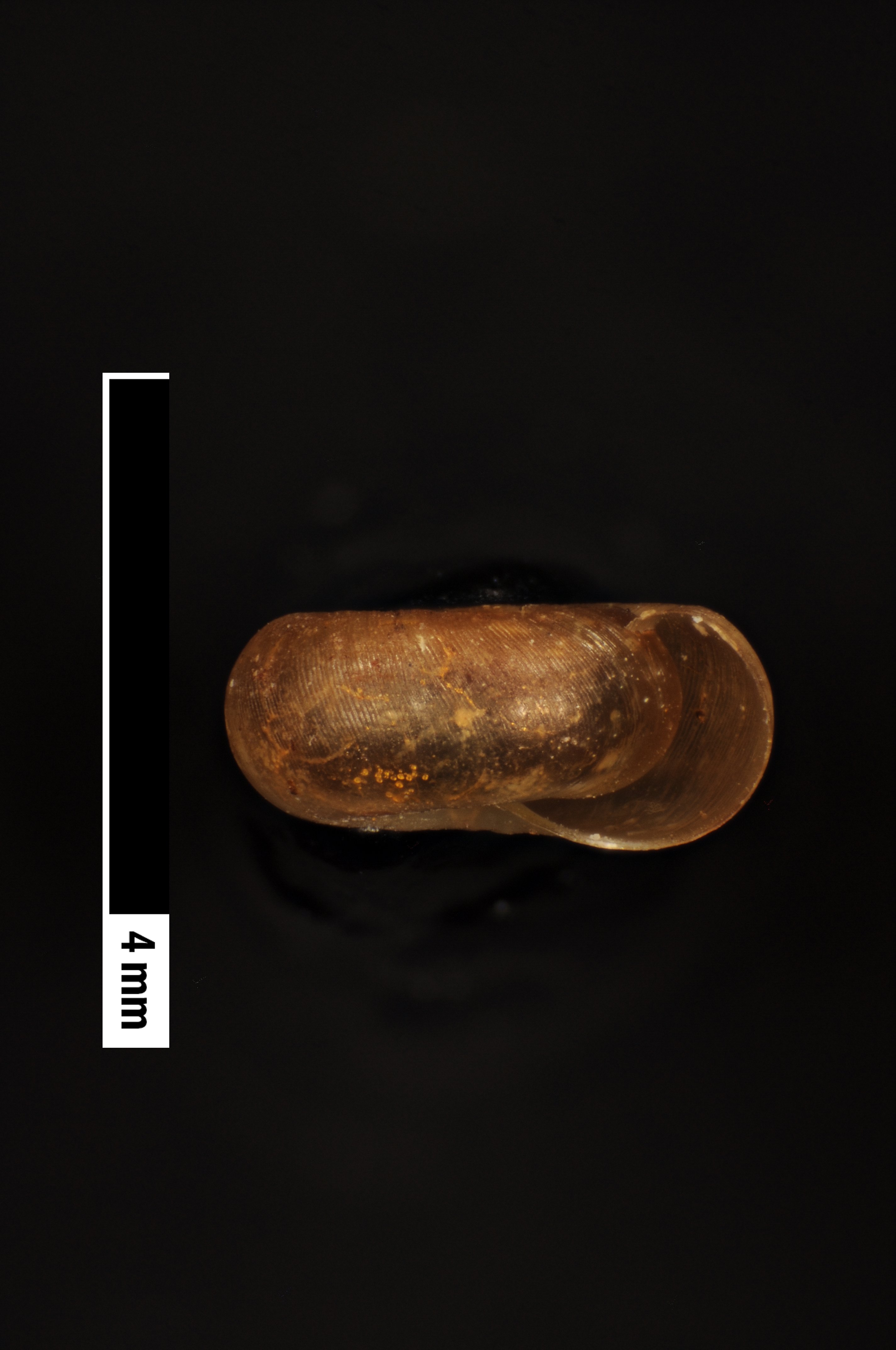 Hirasea biconcava thumbnail