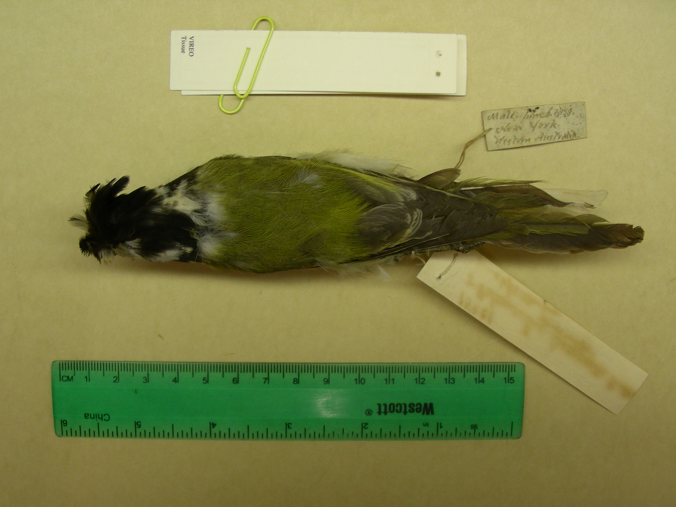Falcunculus leucogaster thumbnail