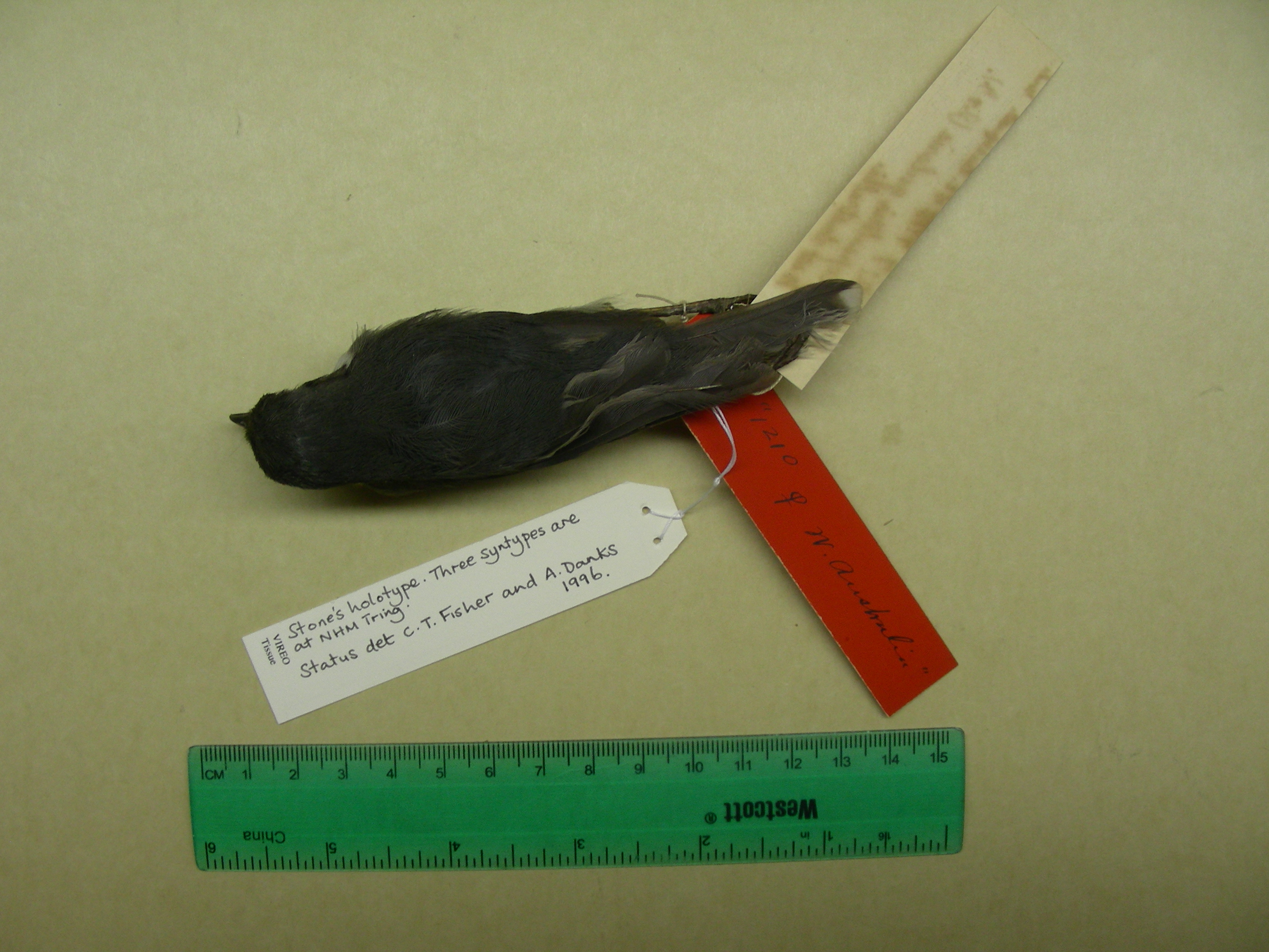 Eopsaltria georgiana