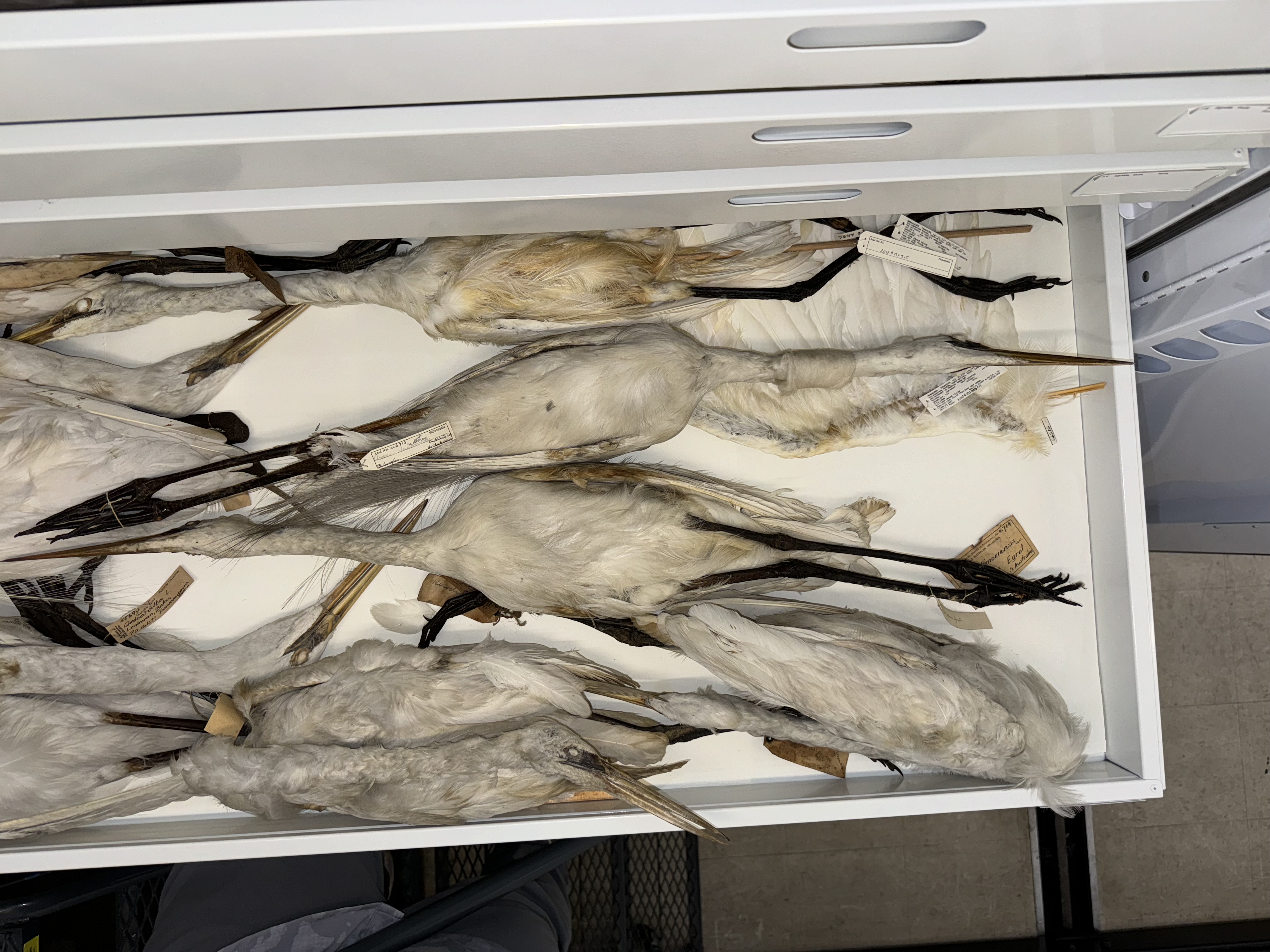 Ardea alba modesta