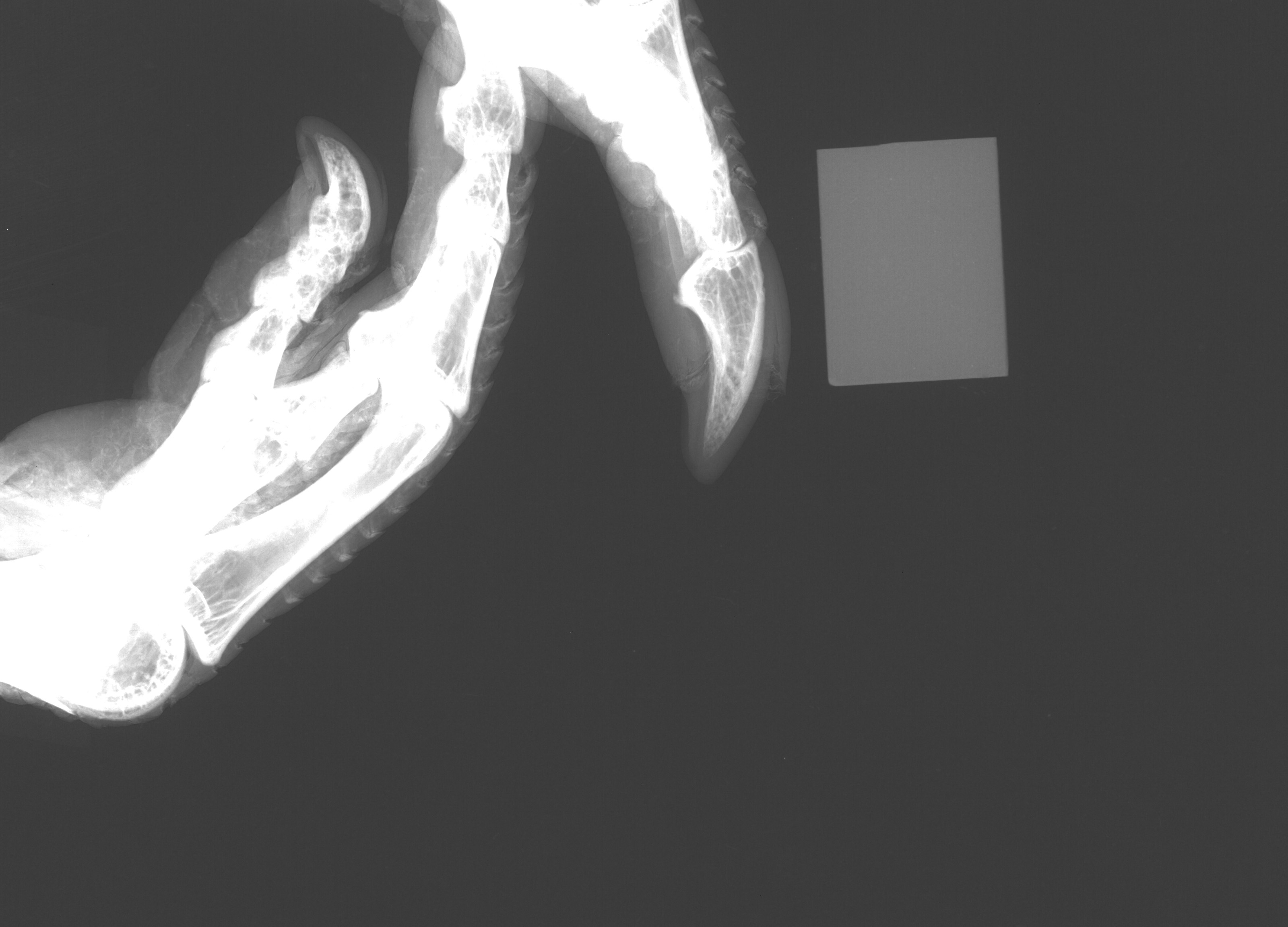 Afrotis thumbnail
