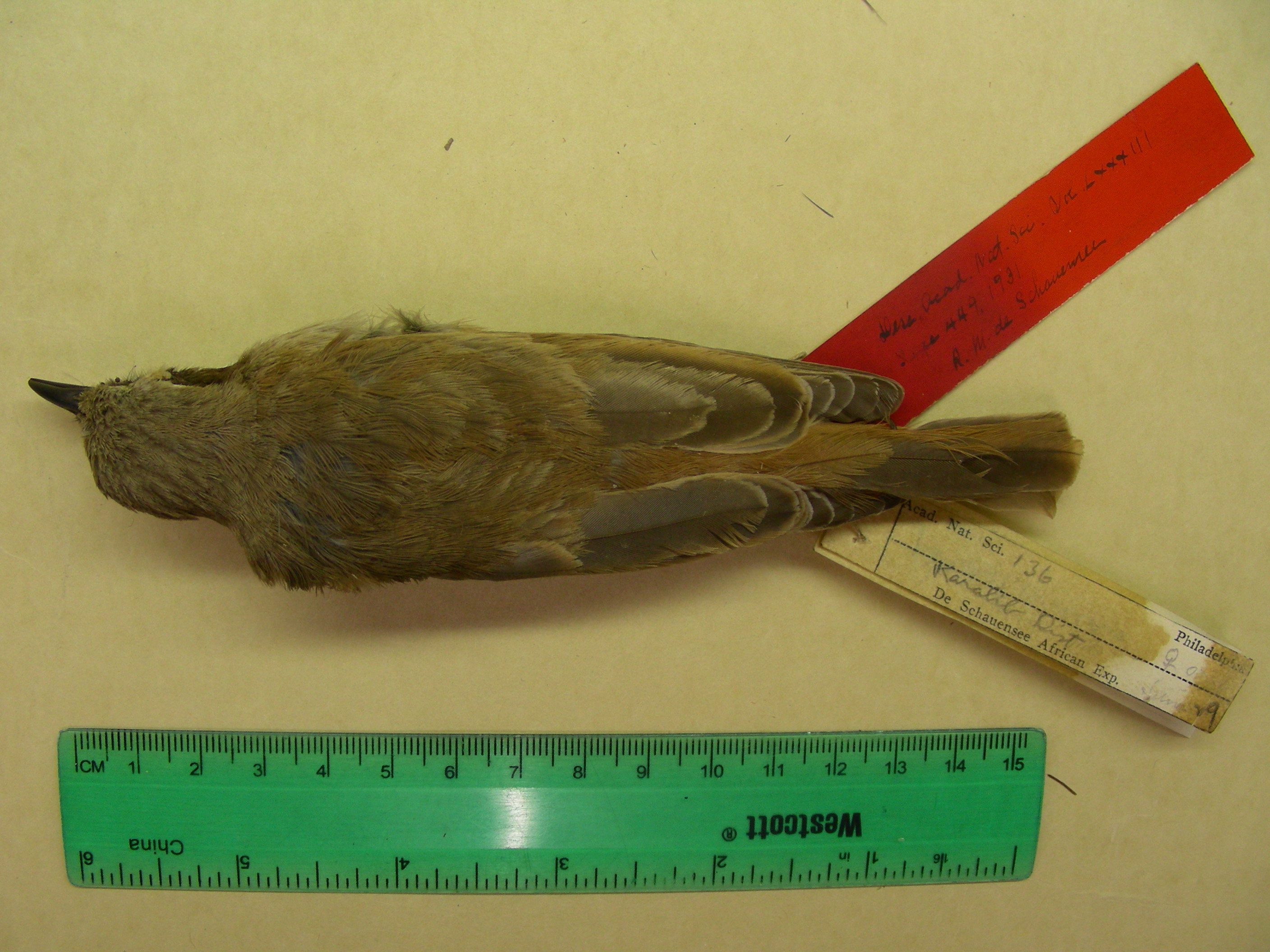 Namibornis herero