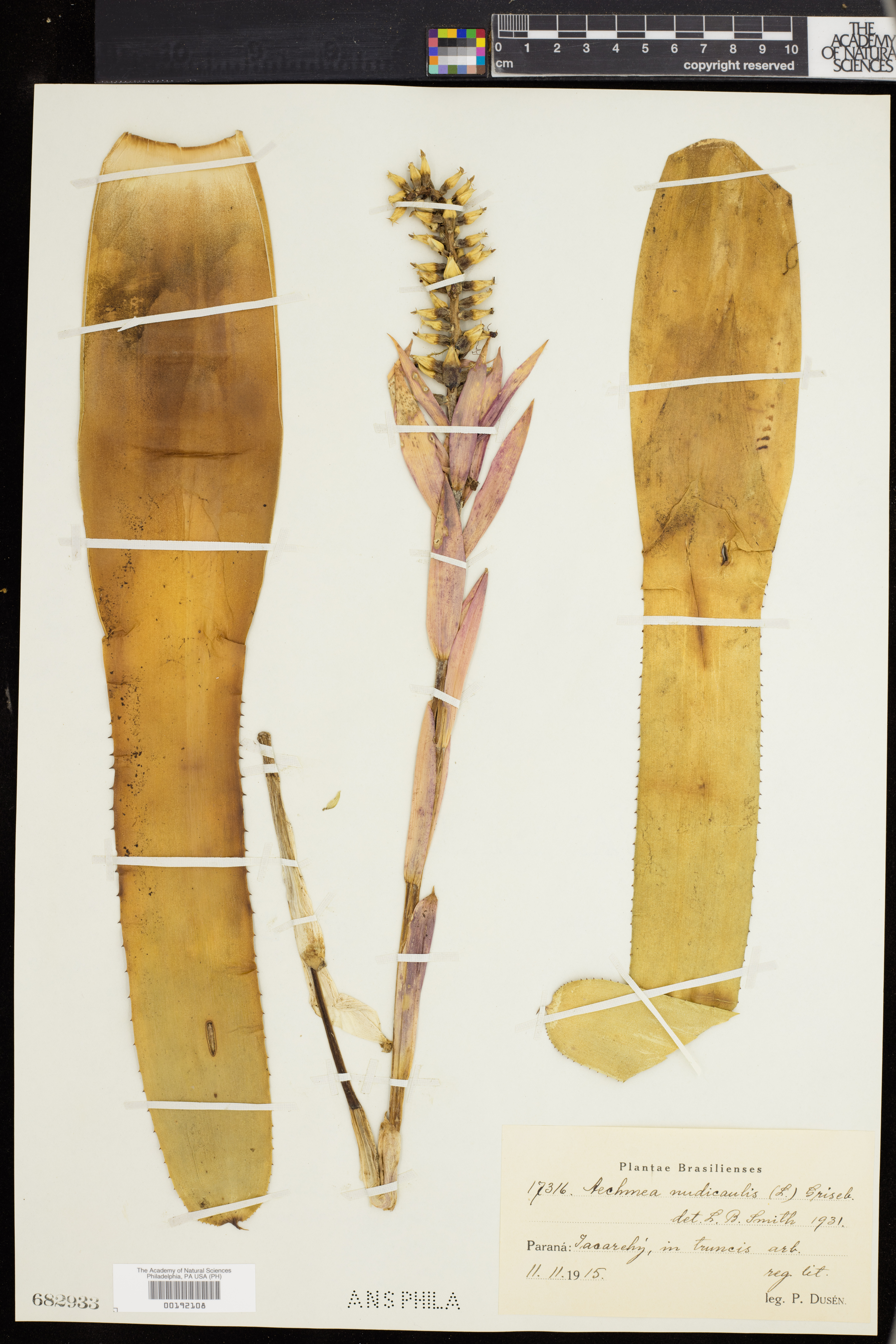 Aechmea nudicaulis