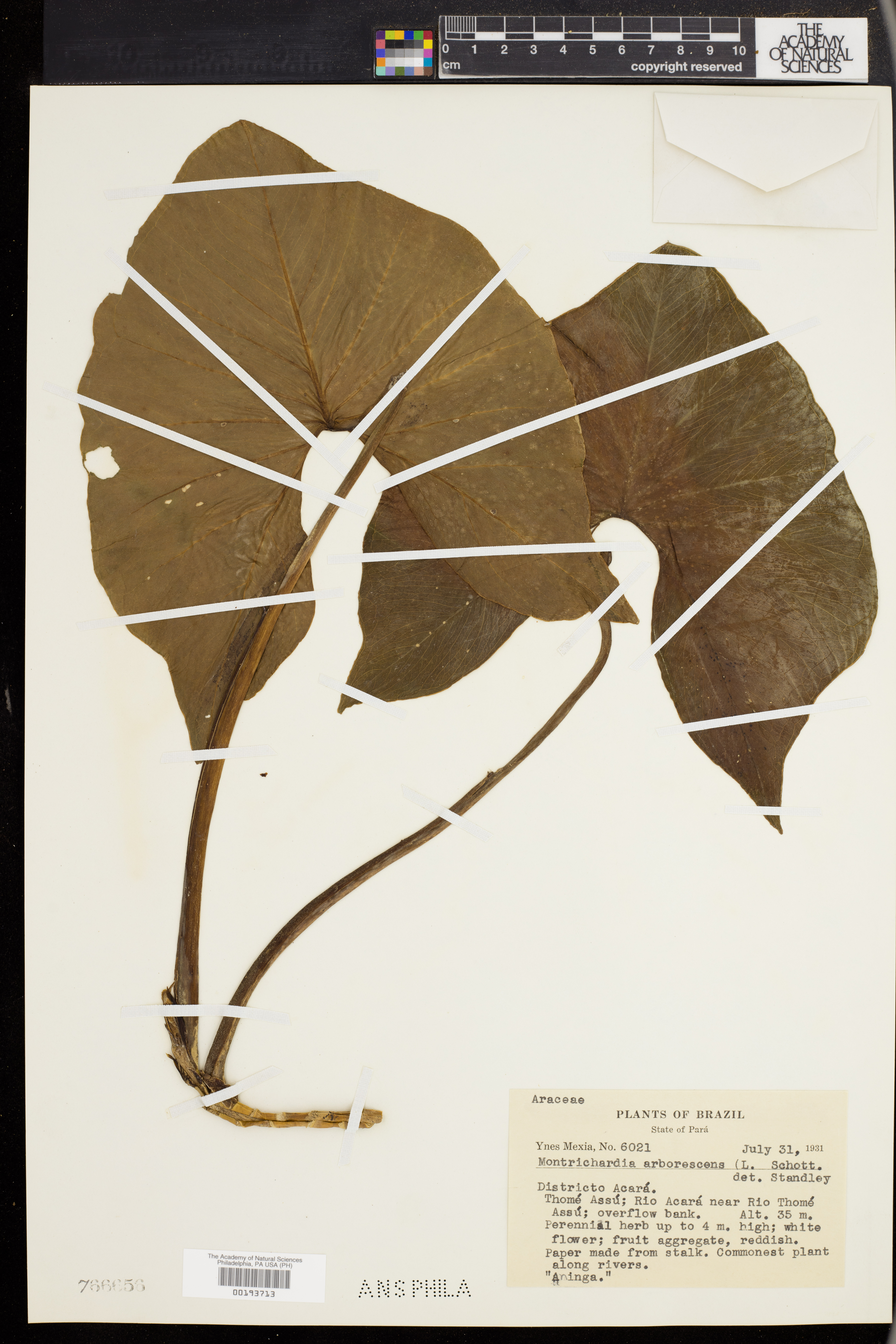 Montrichardia arborescens
