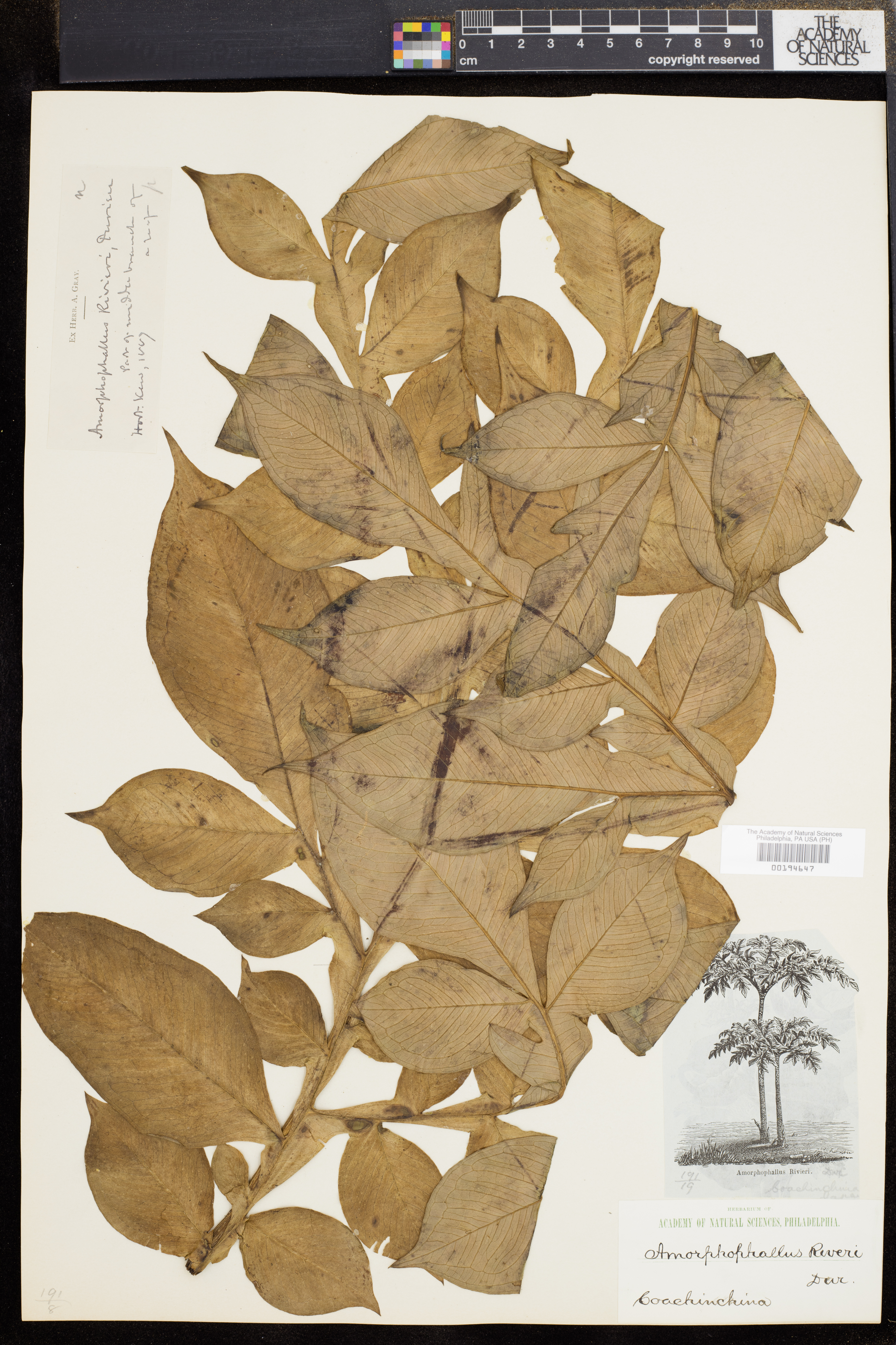 Amorphophallus konjac — ảnh 2