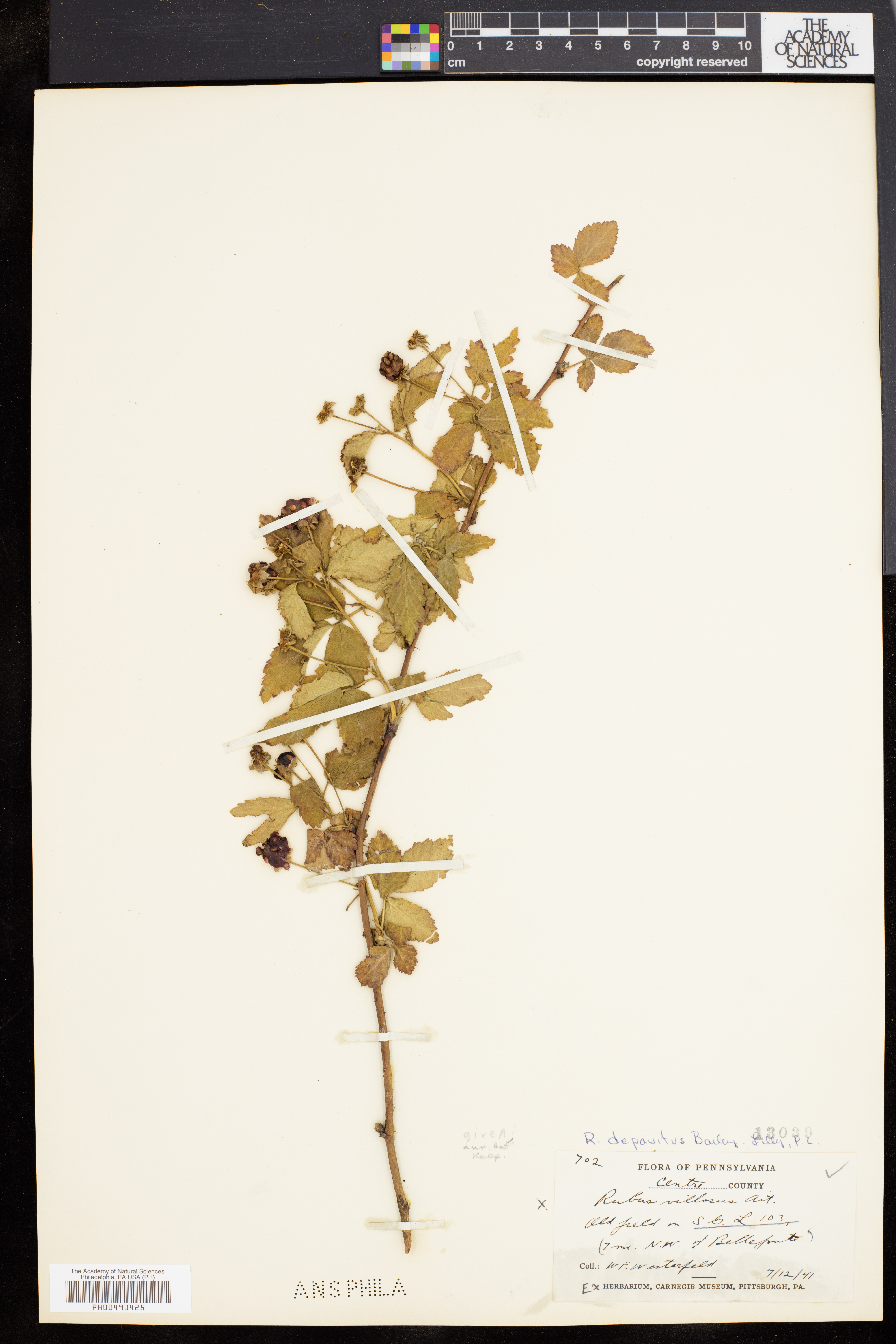 Rubus depavitus thumbnail
