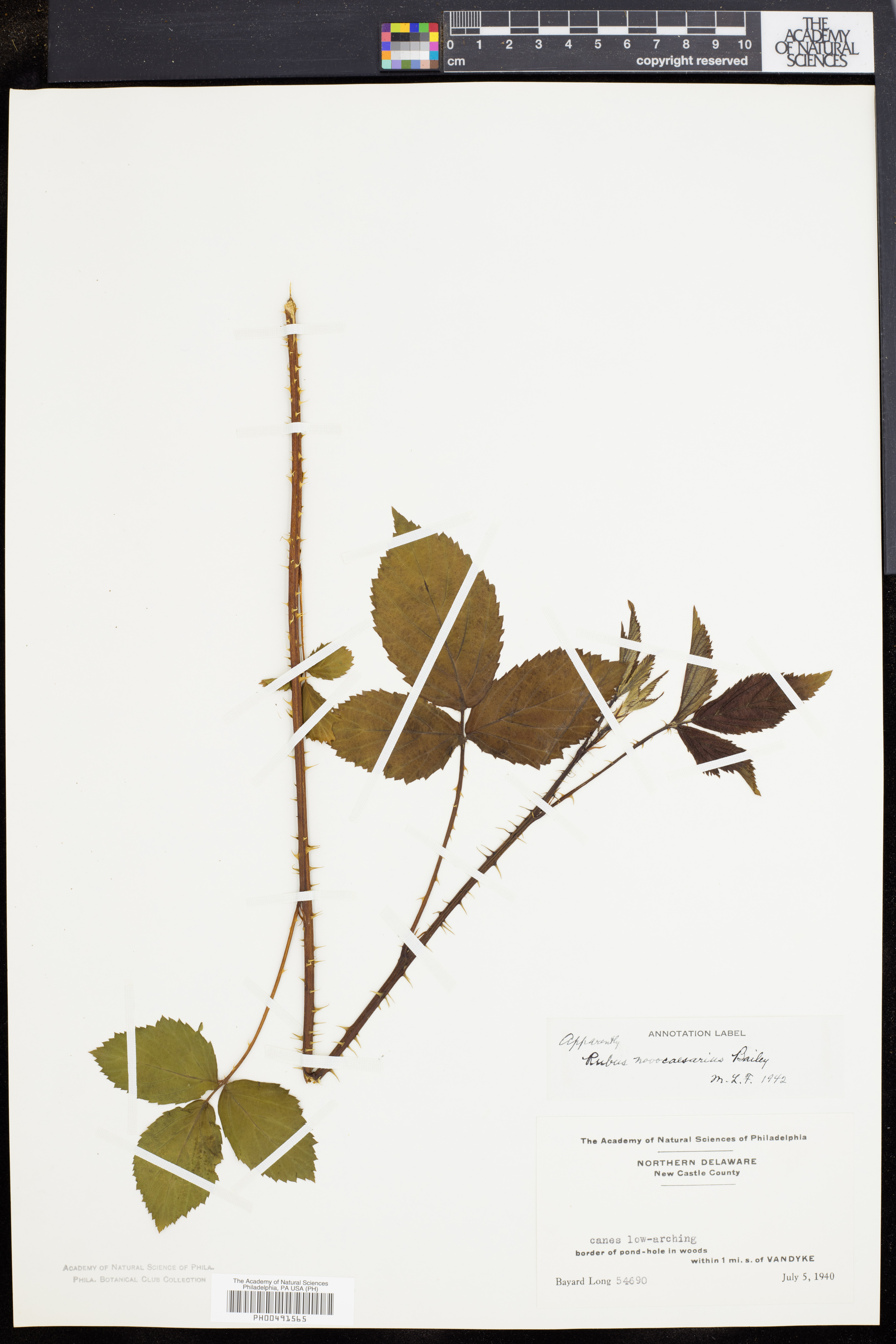 Rubus novocaesarius thumbnail