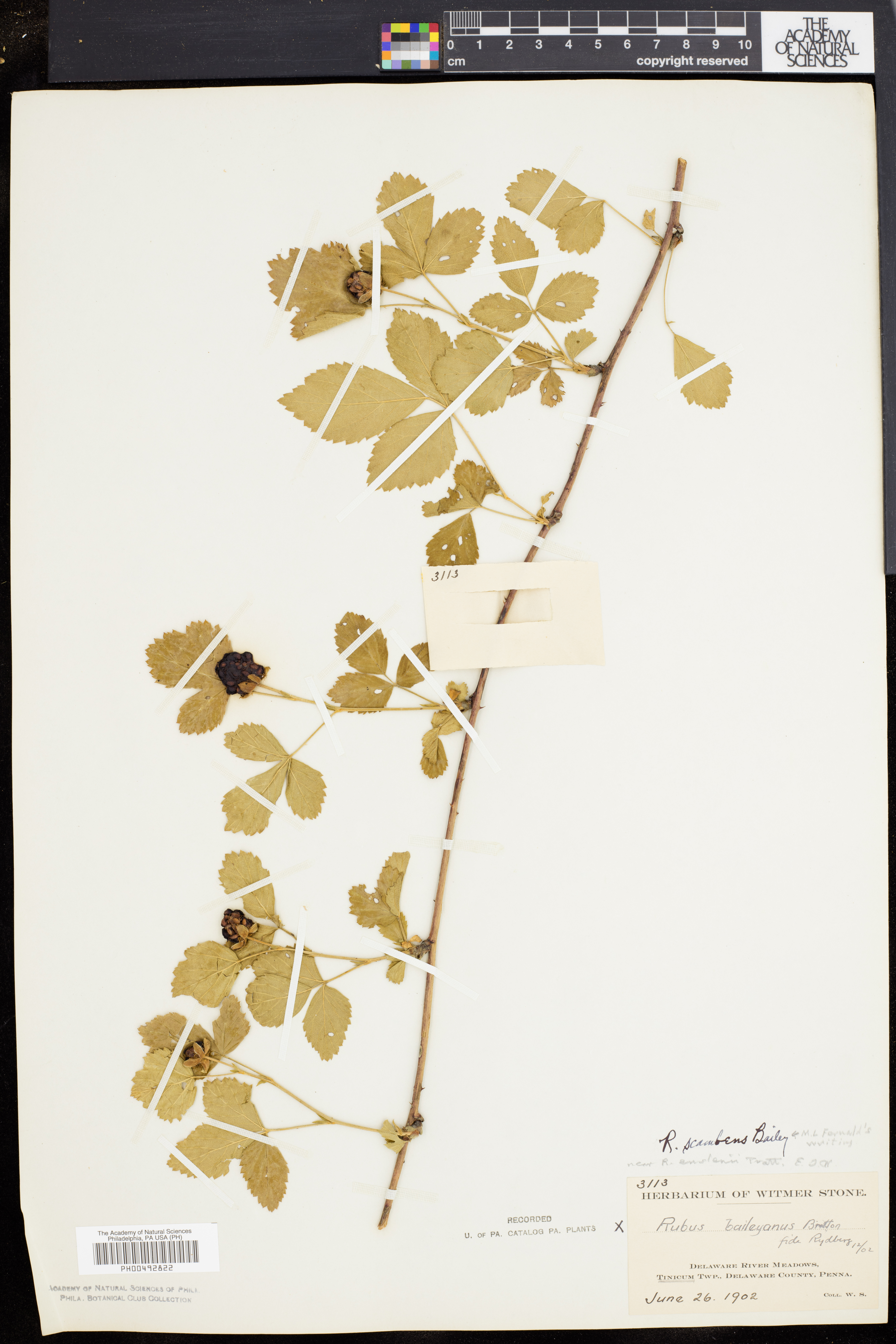 Rubus scambens thumbnail