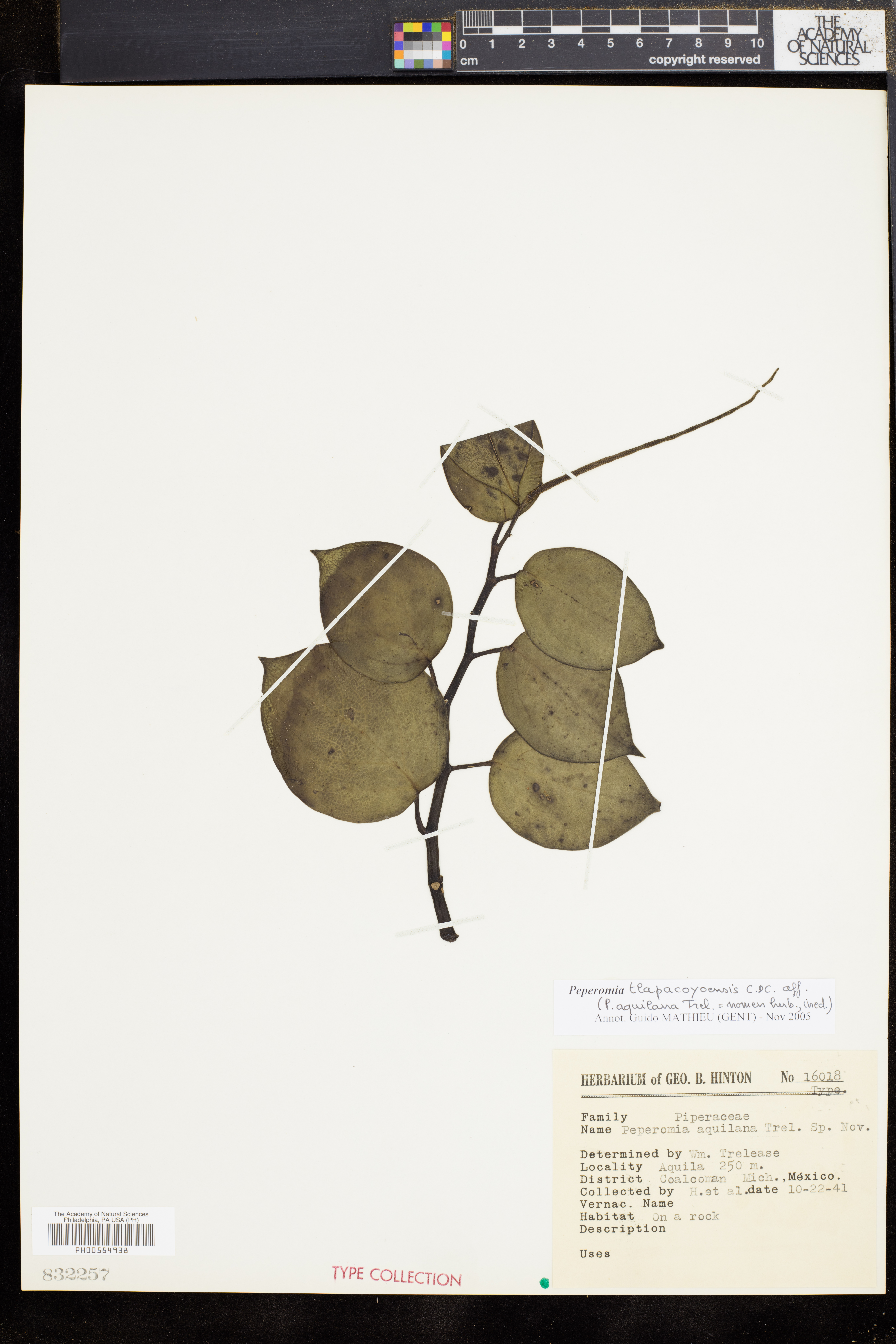 Peperomia tlapacoyoensis thumbnail