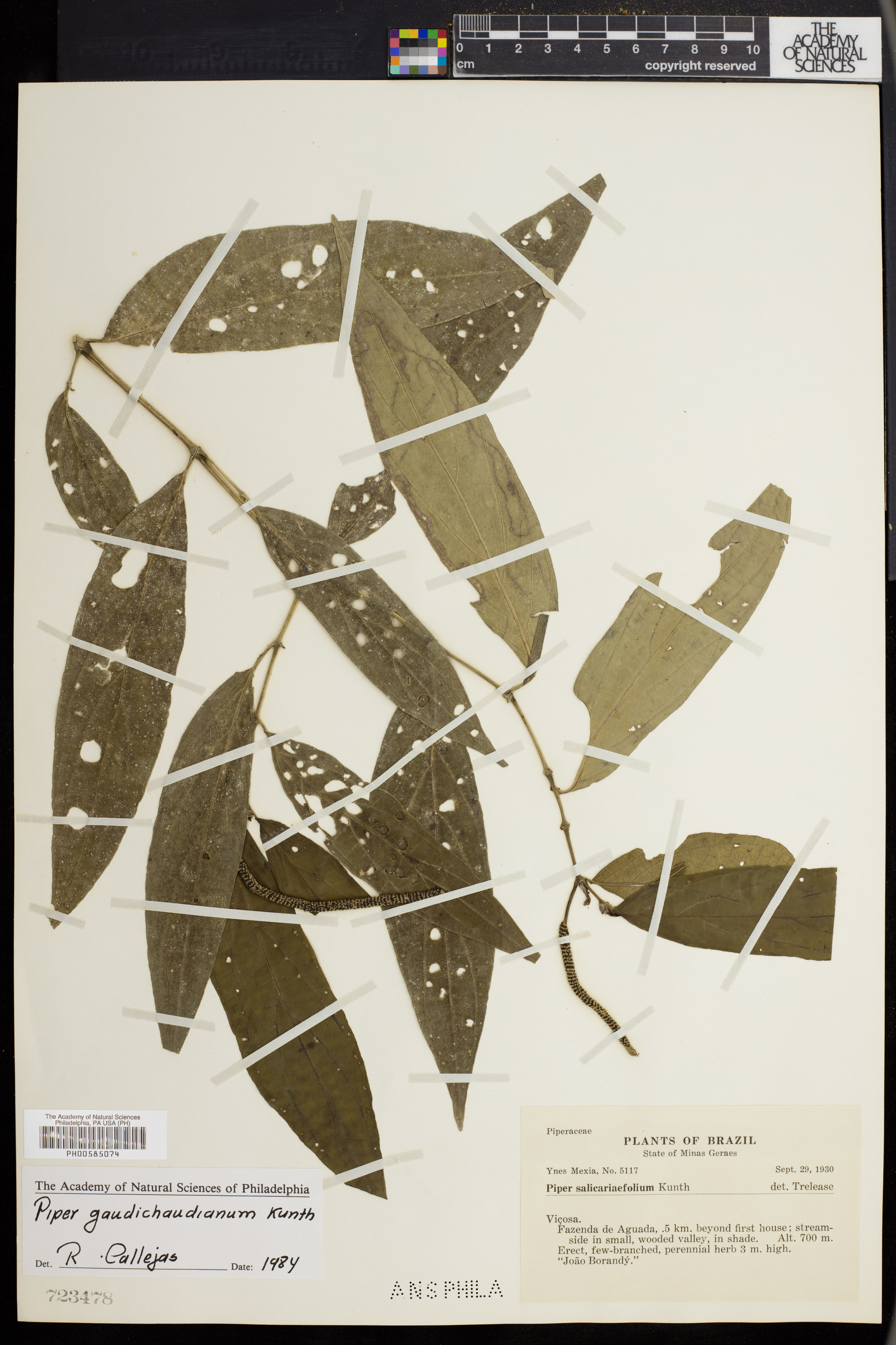 Piper gaudichaudianum