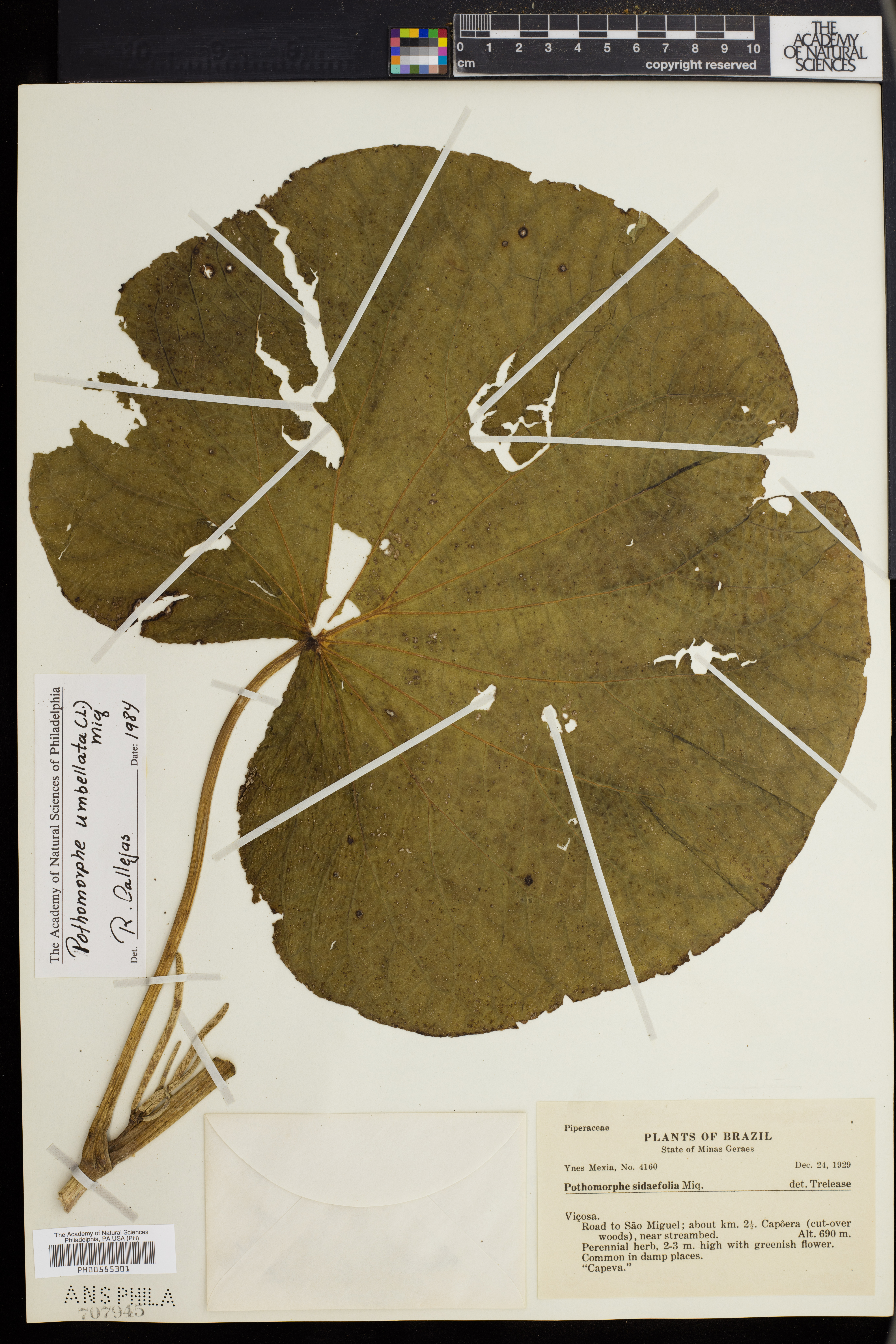 Pothomorphe umbellata