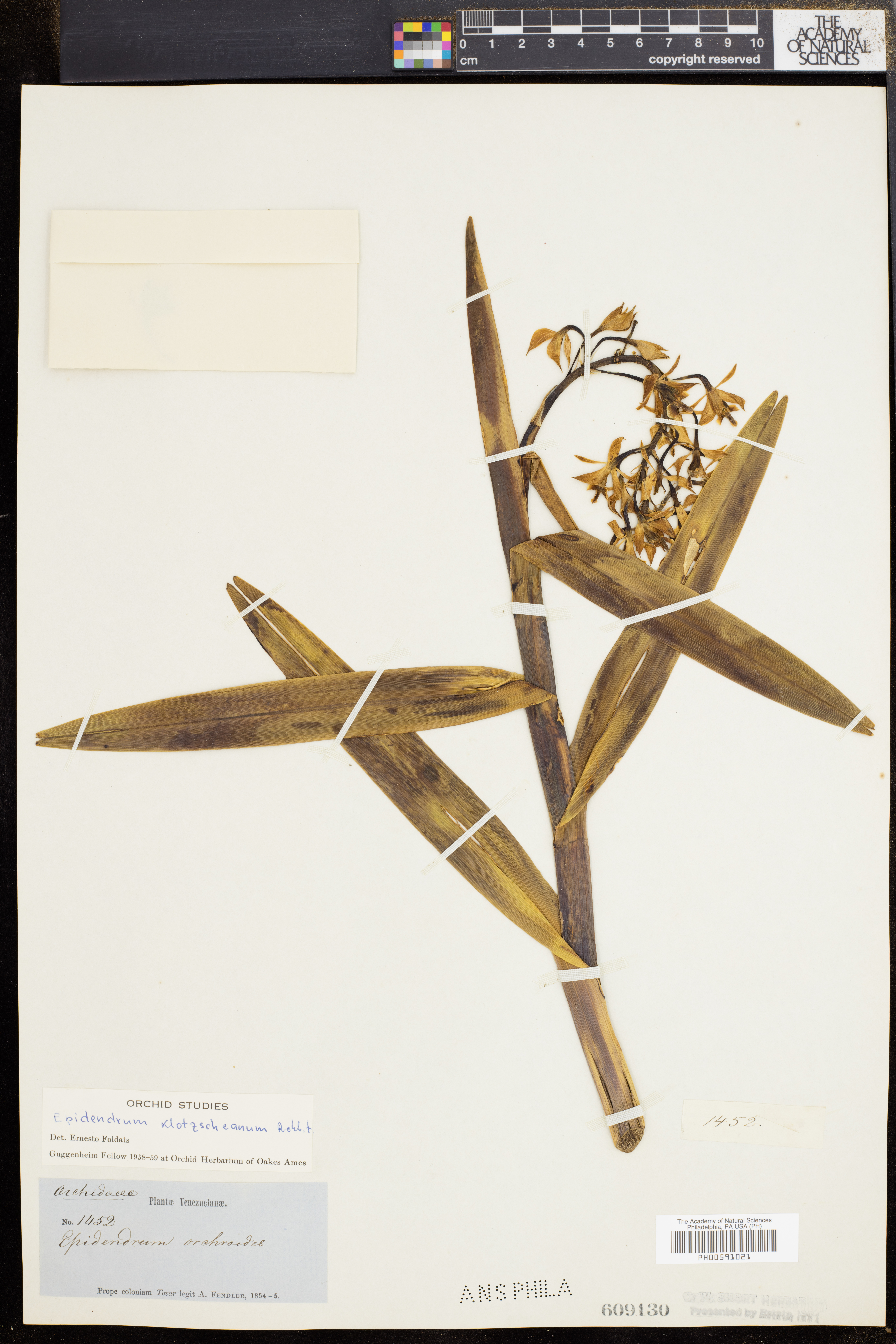 Epidendrum klotzschianum Rchb.f.