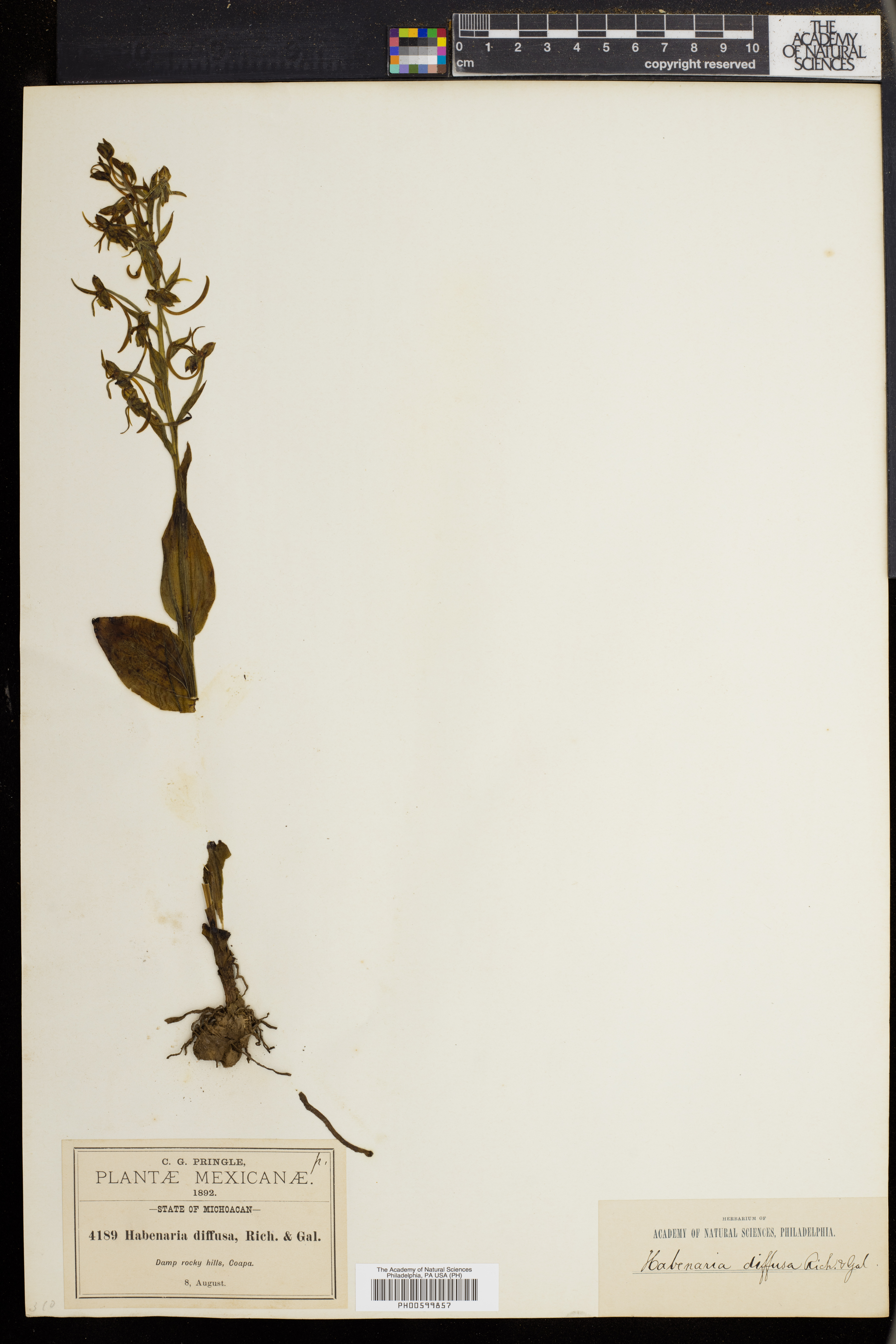 Habenaria diffusa