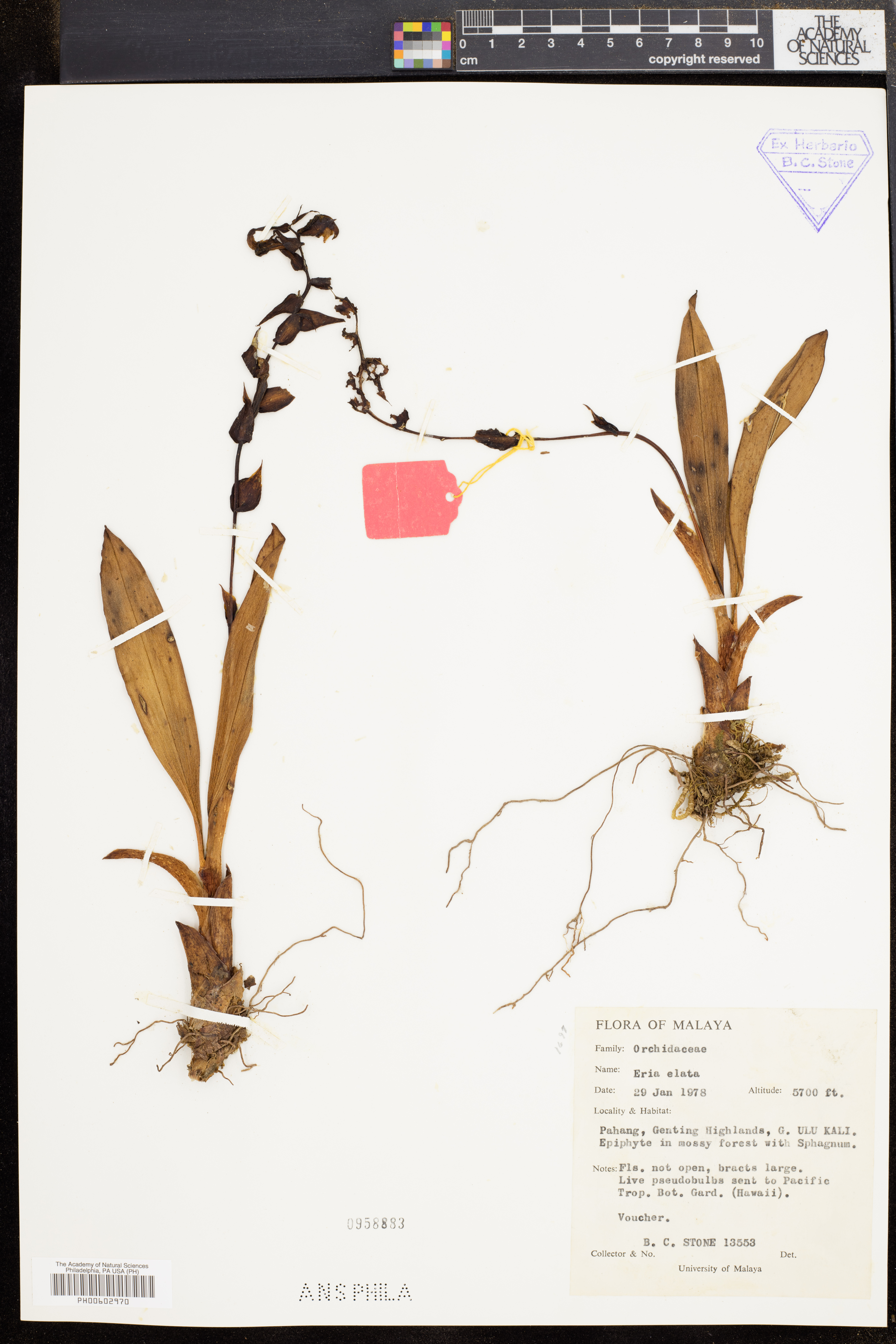 Pinalia elata