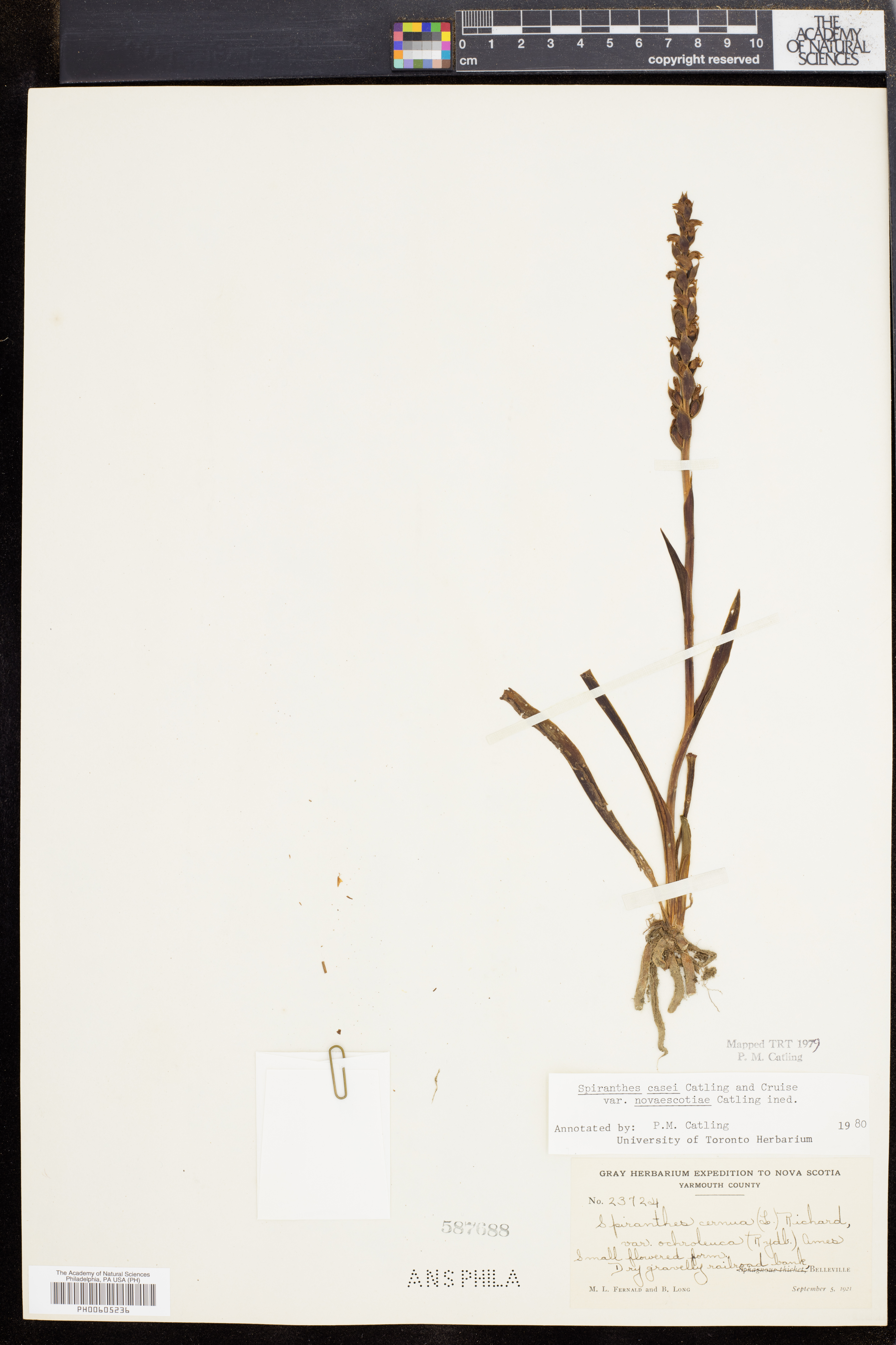 Spiranthes casei