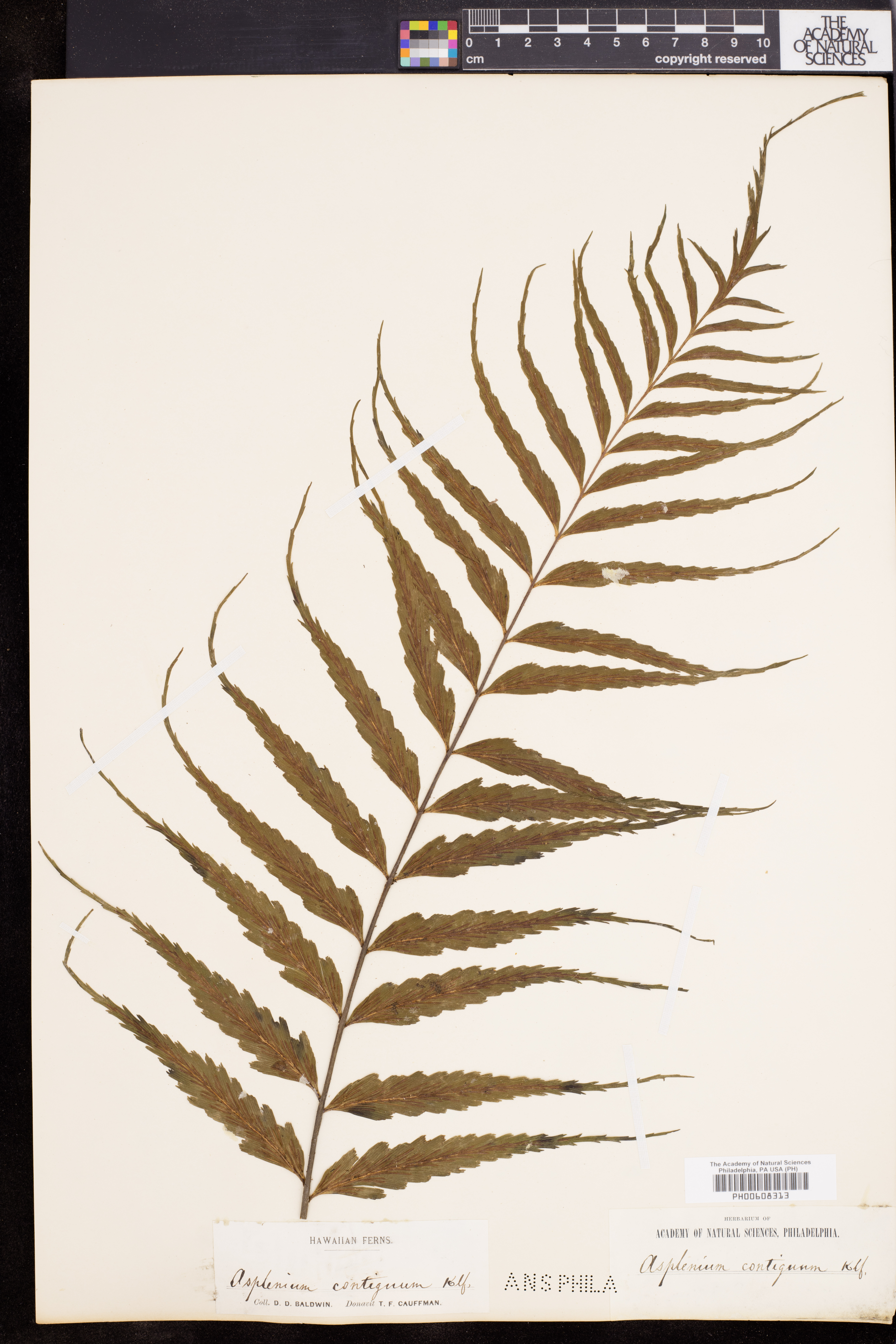 Asplenium contiguum