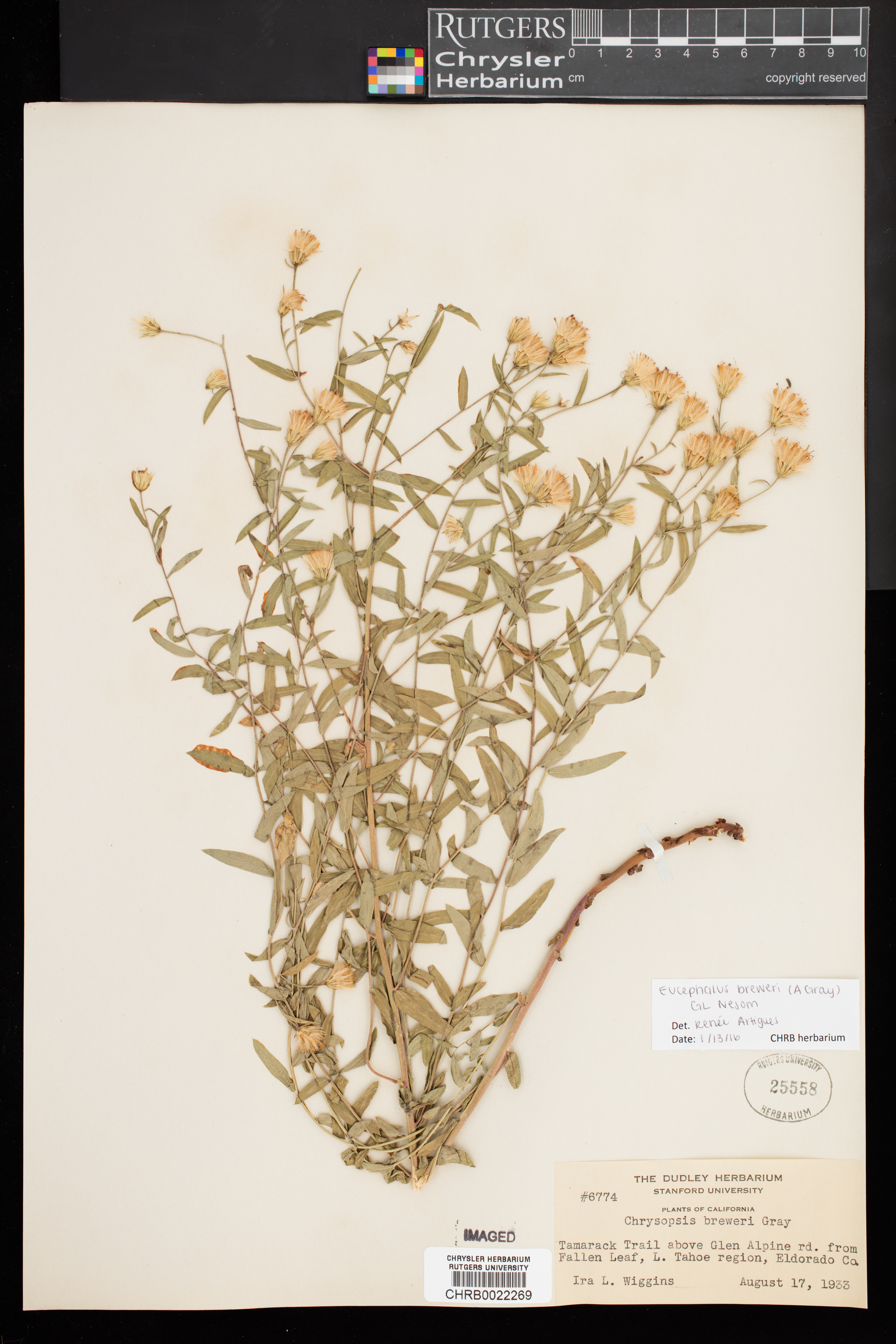 Eucephalus