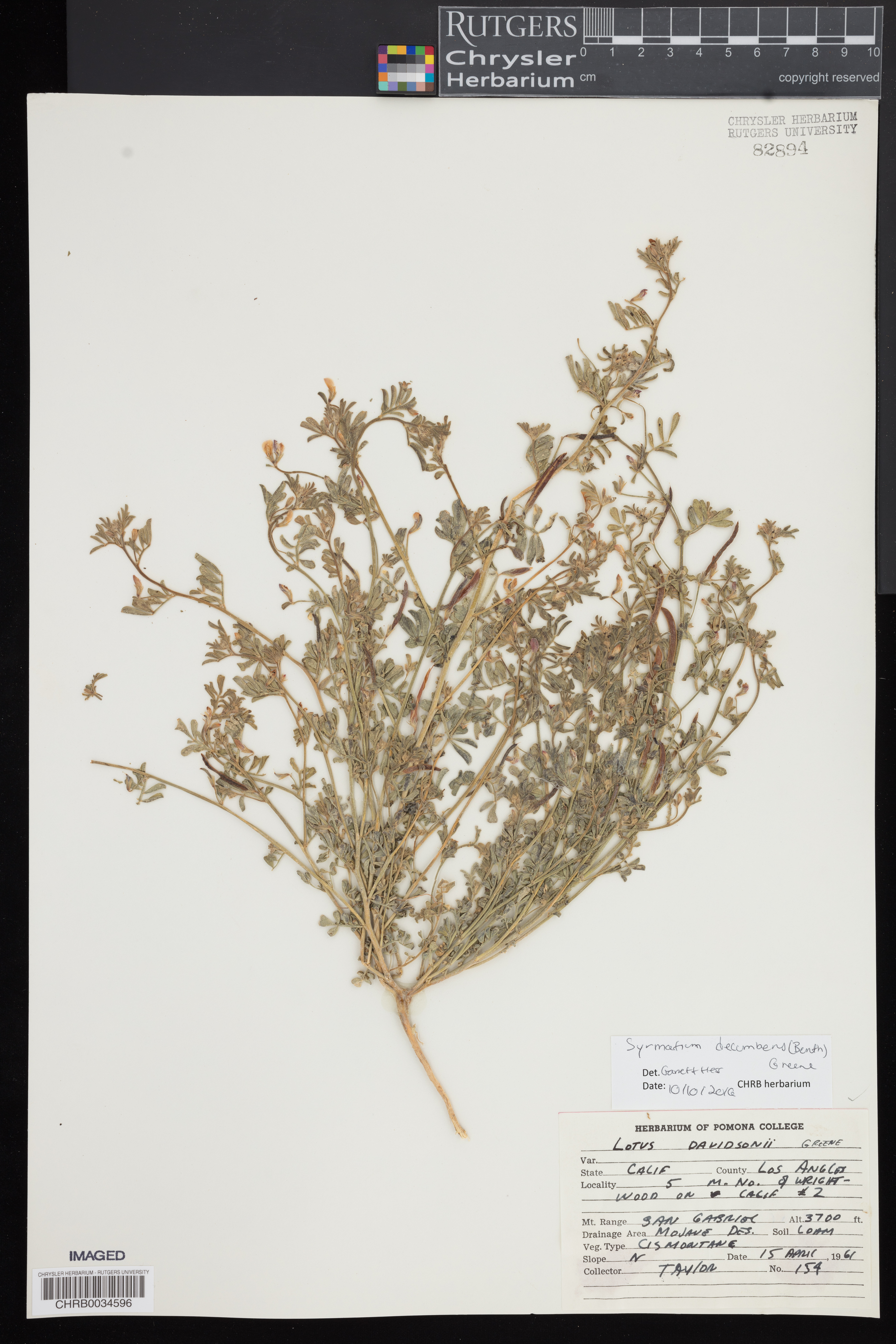 Syrmatium