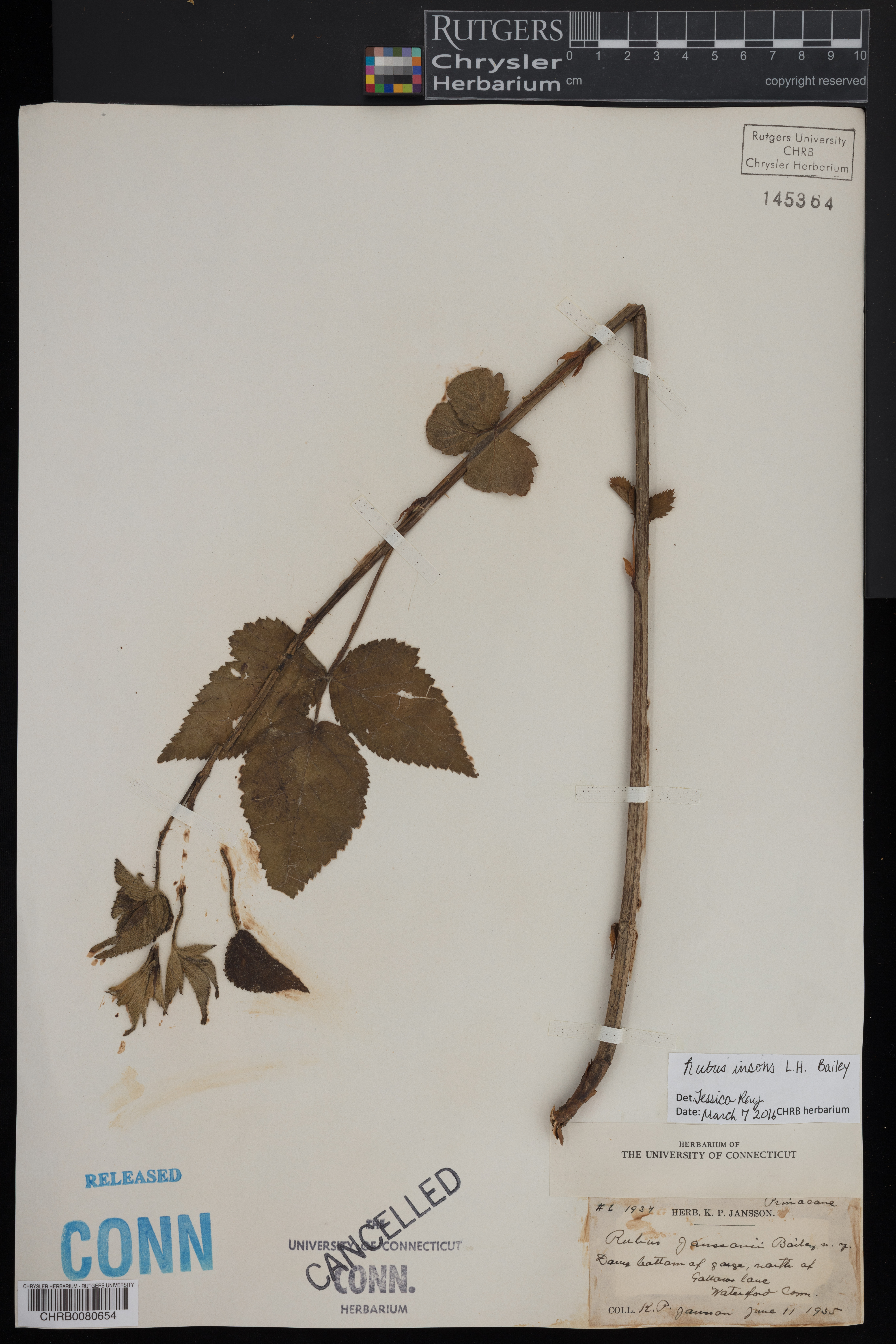 Rubus insons