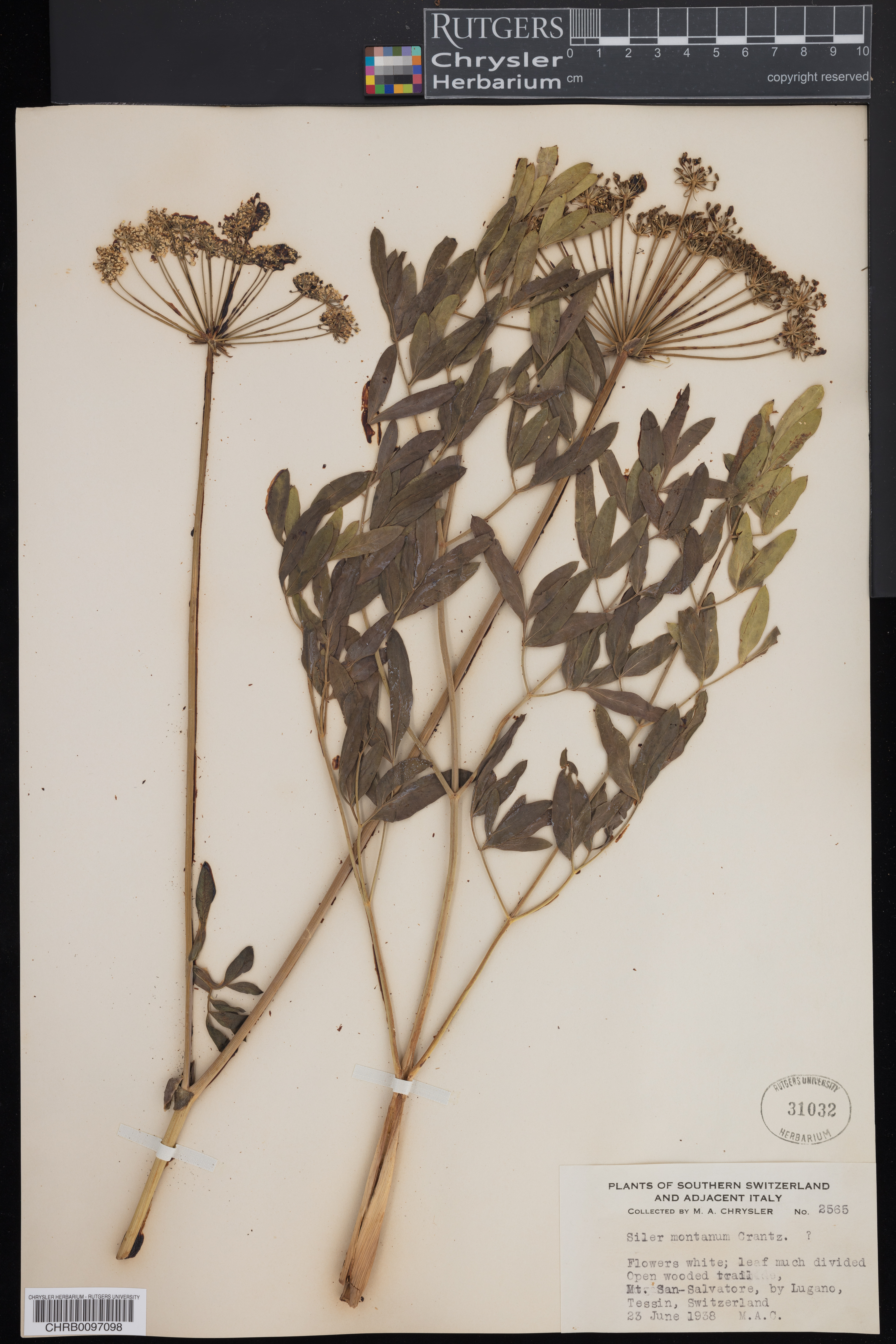 Siler montanum thumbnail