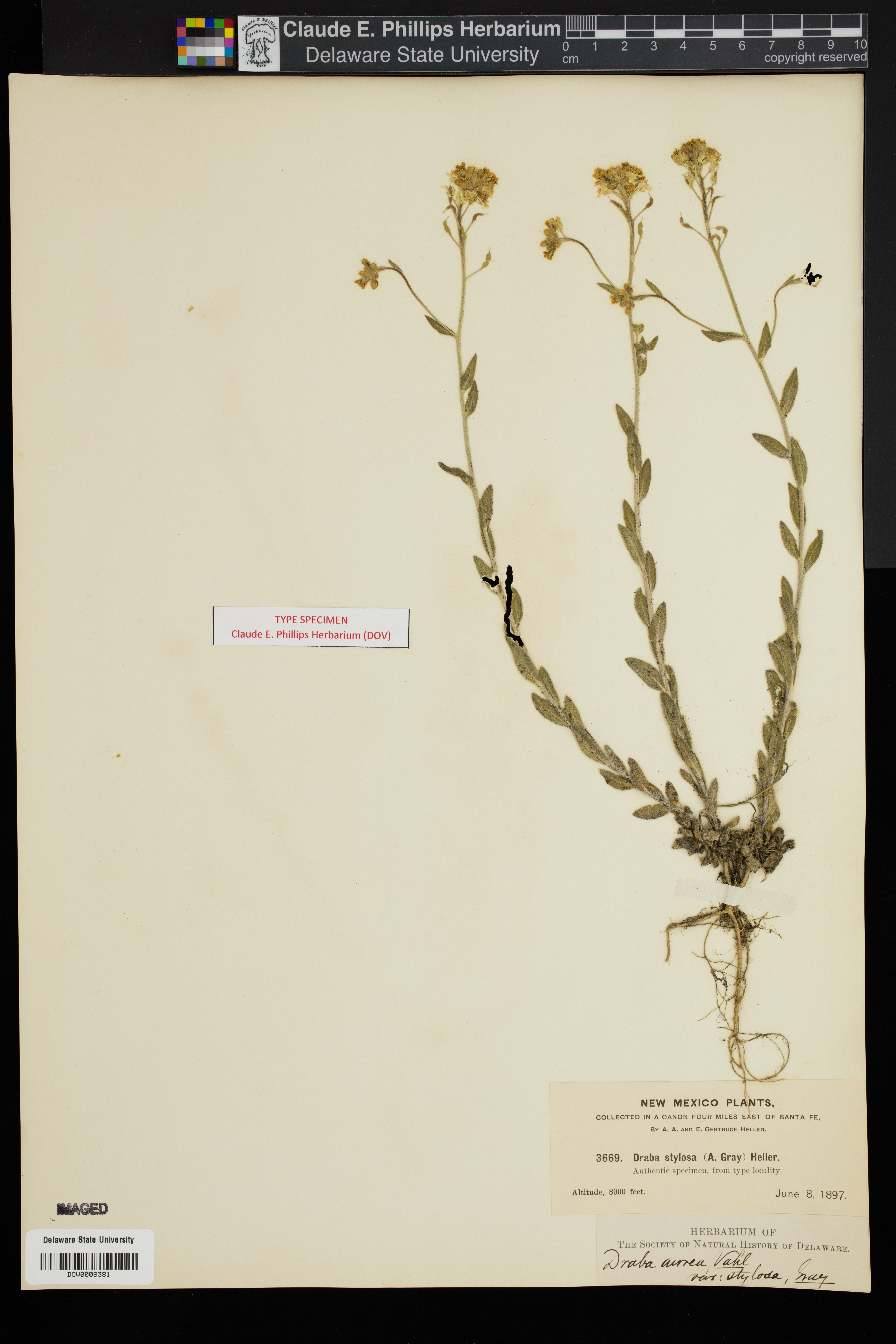 Draba stylosa