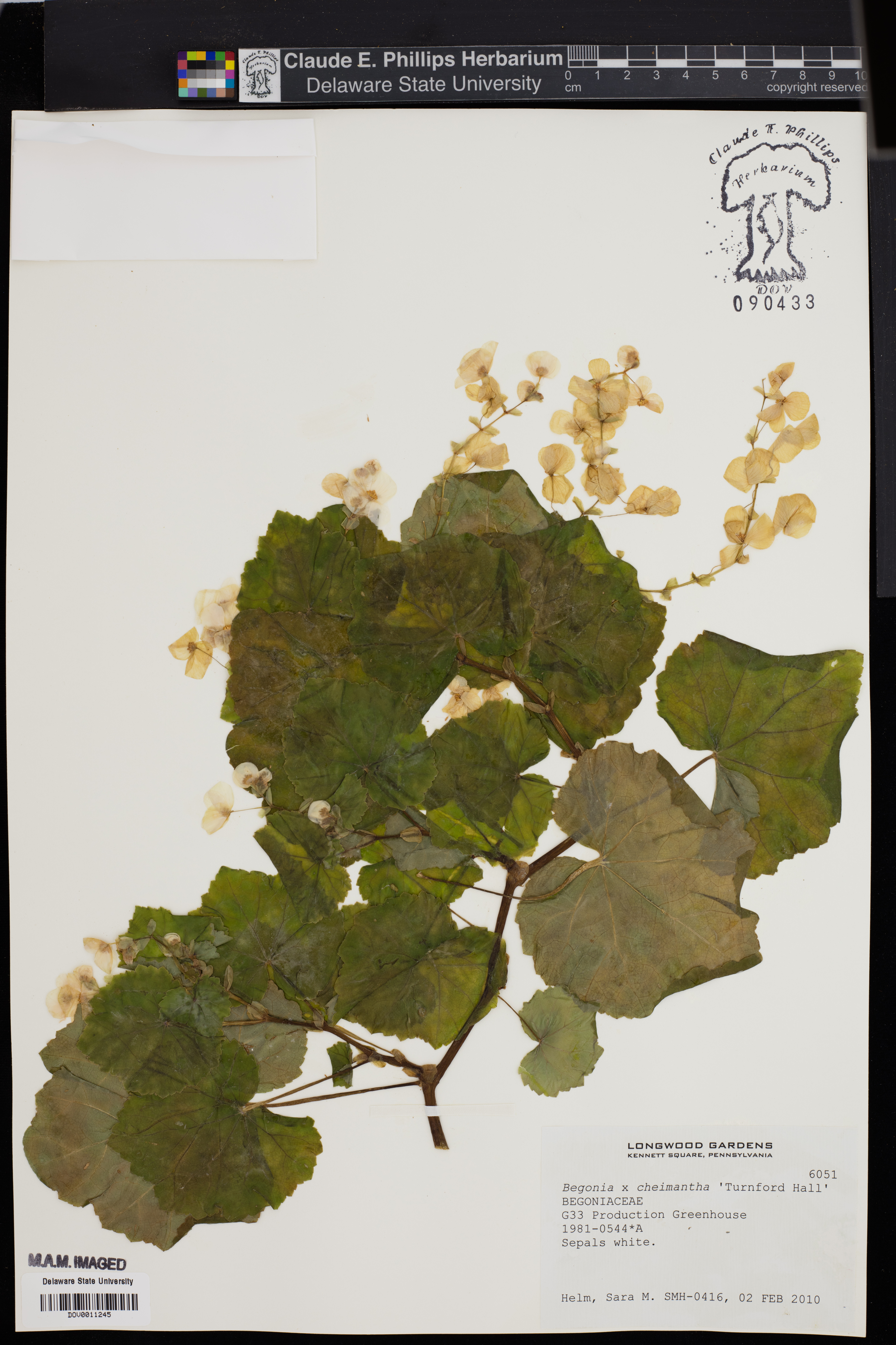 Christmas begonia