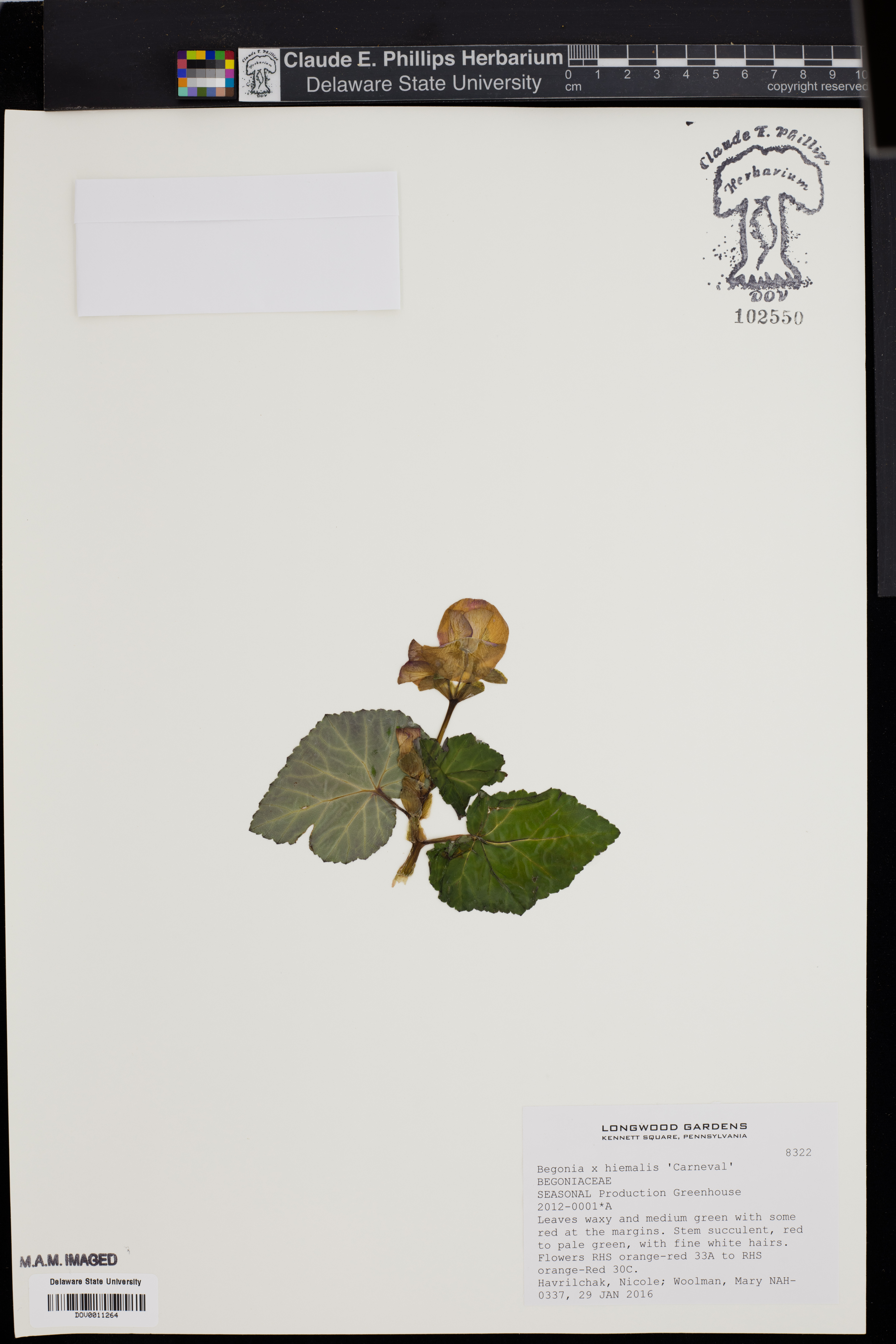 Rieger begonia