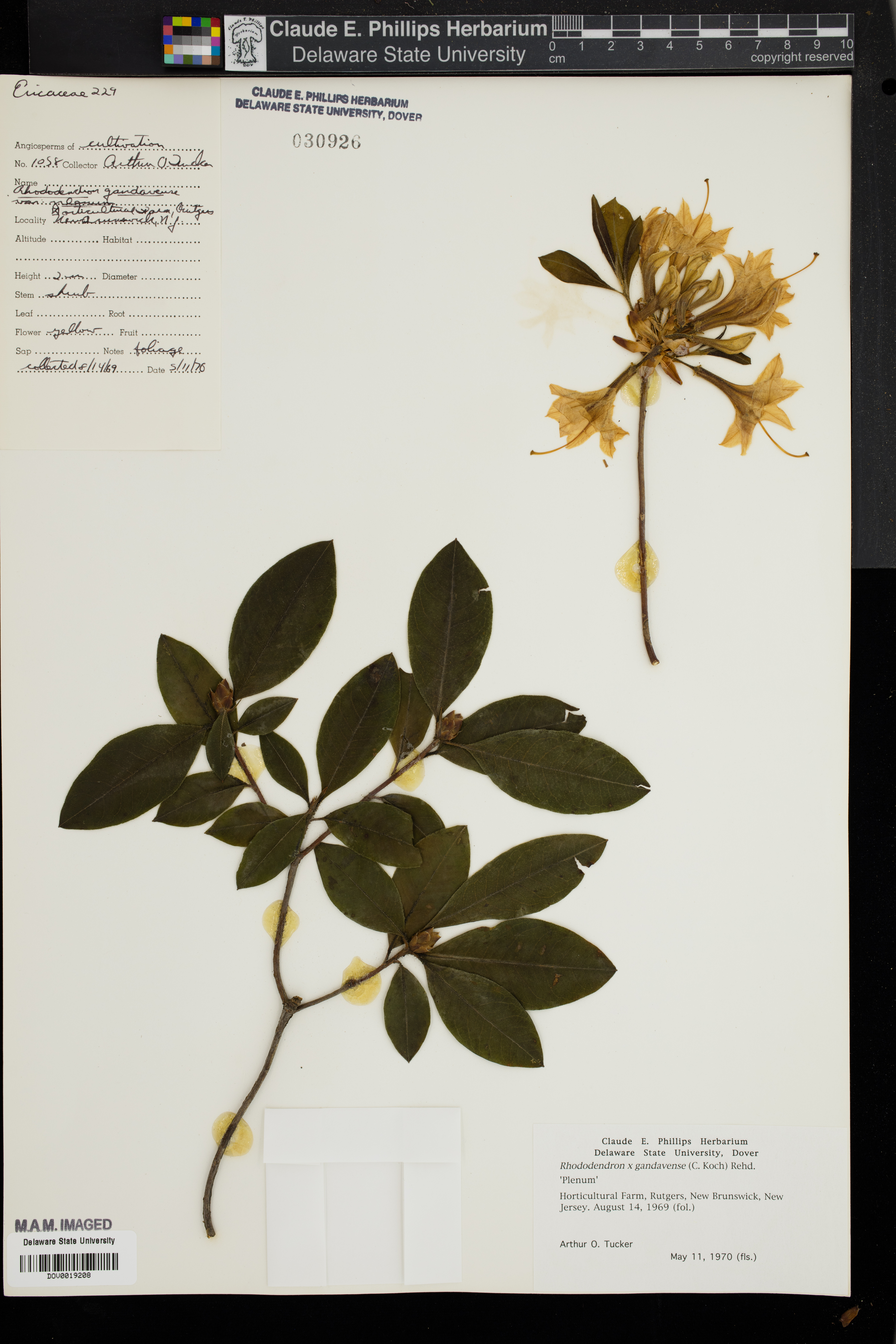 Azalea de interior