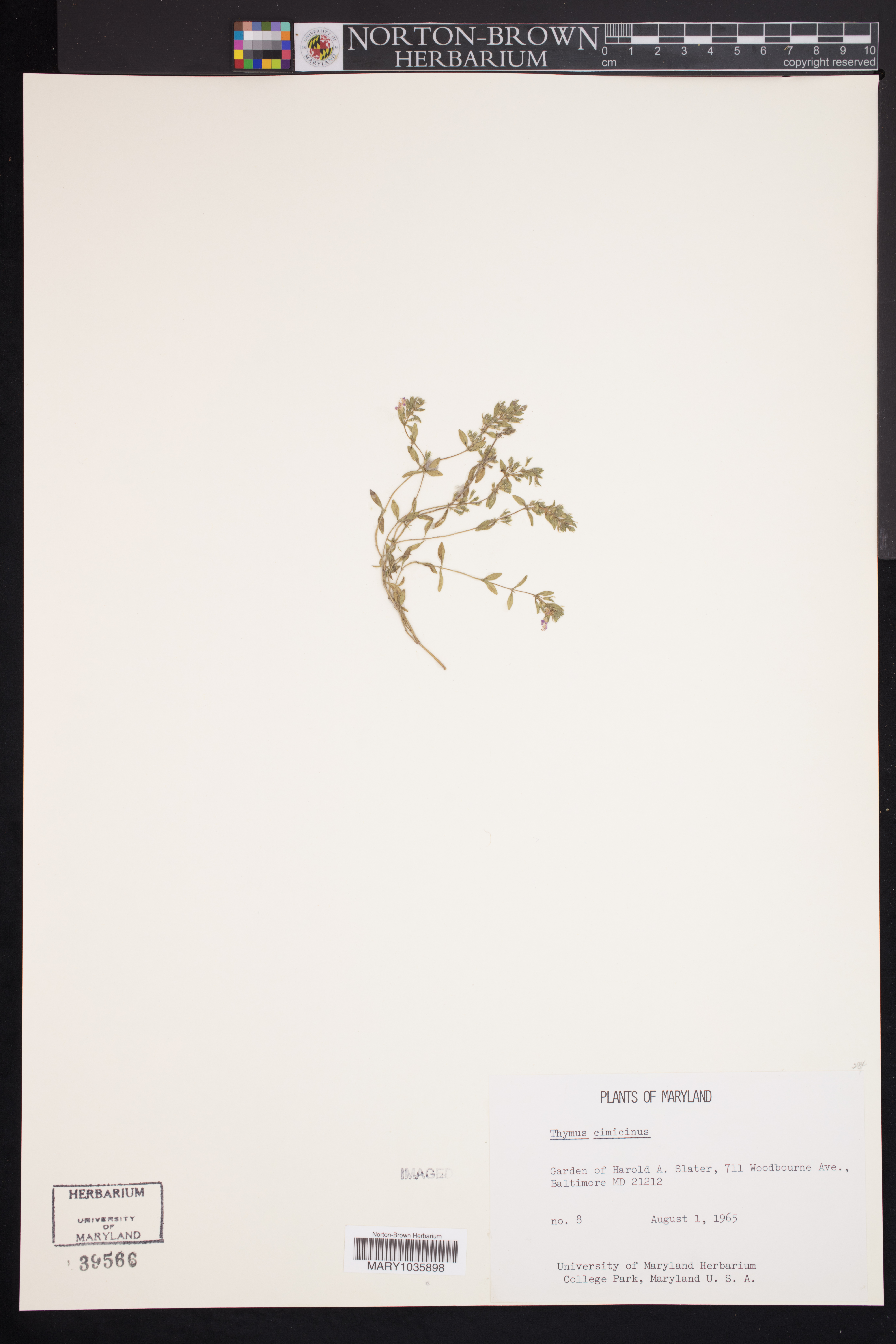 Thymus cimicinus