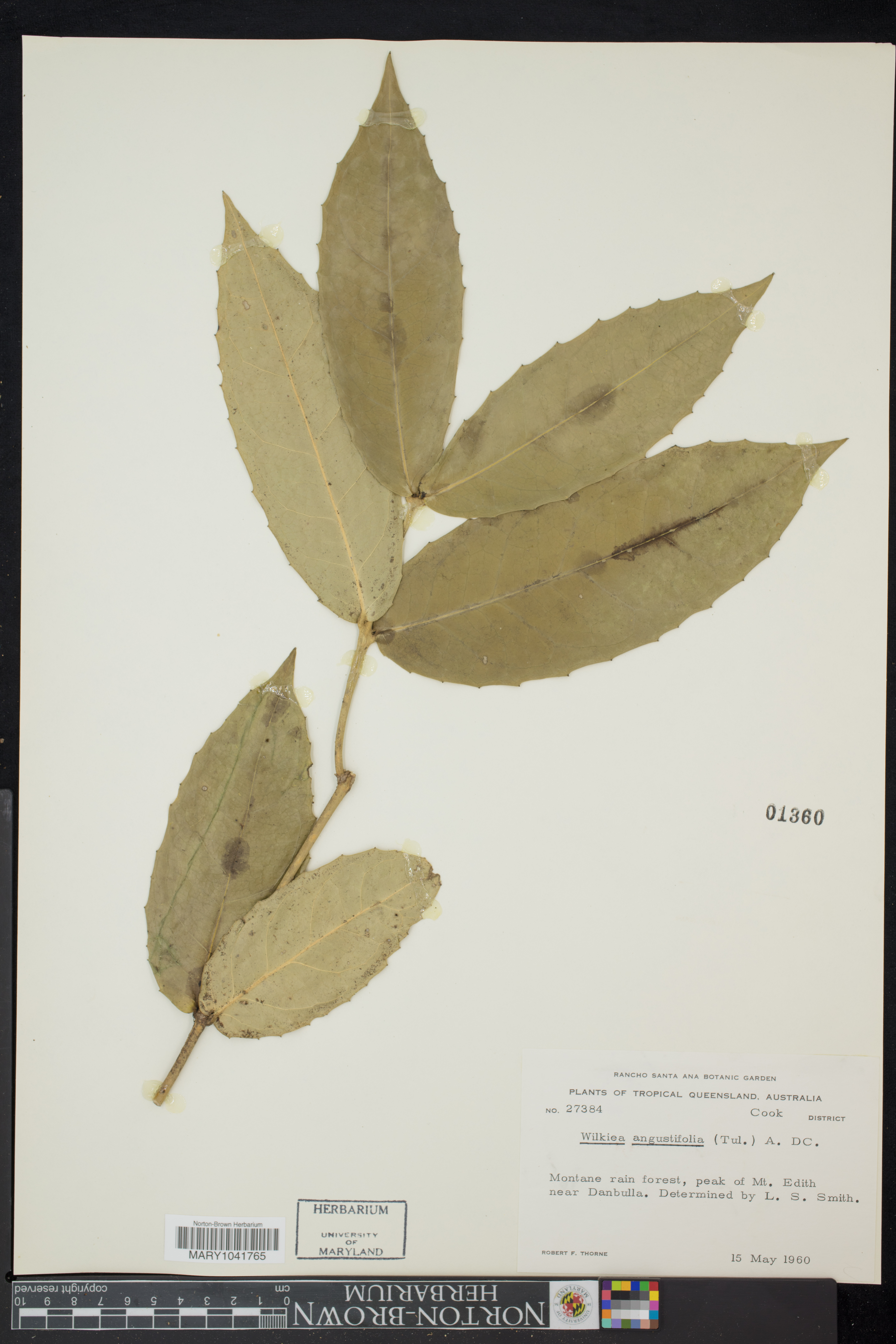 Wilkiea angustifolia thumbnail