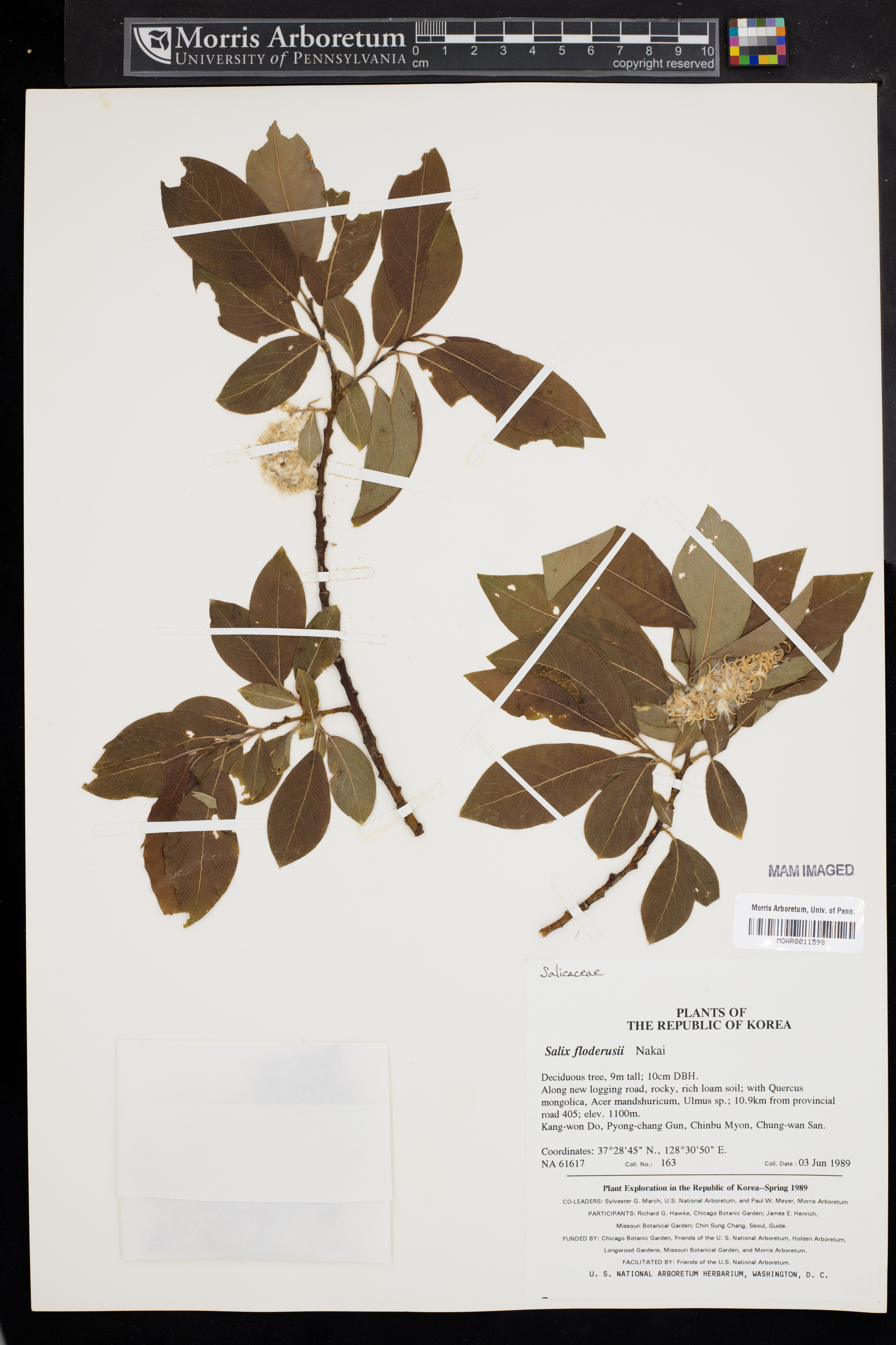 Salix floderusii