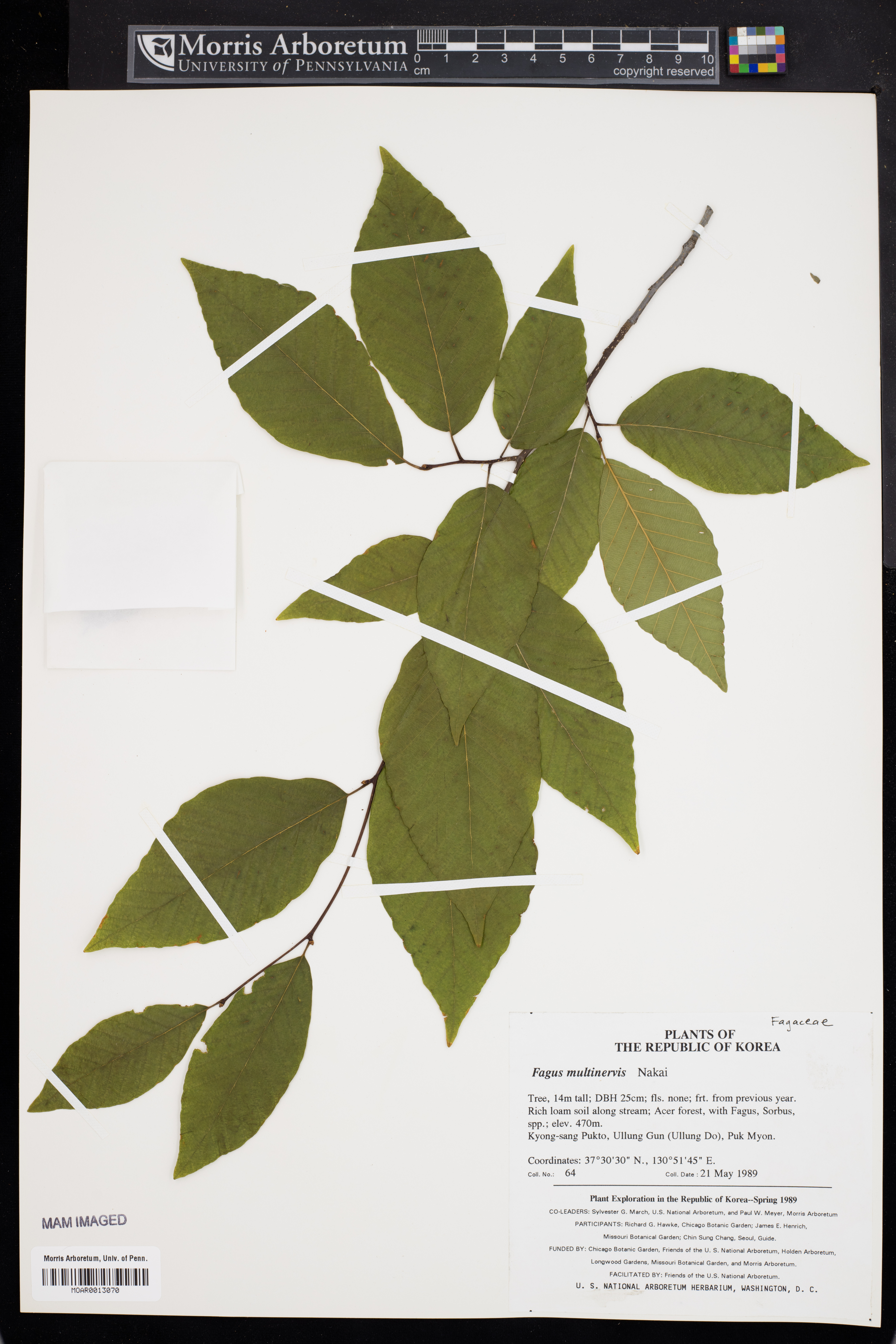 Fagus multinervis