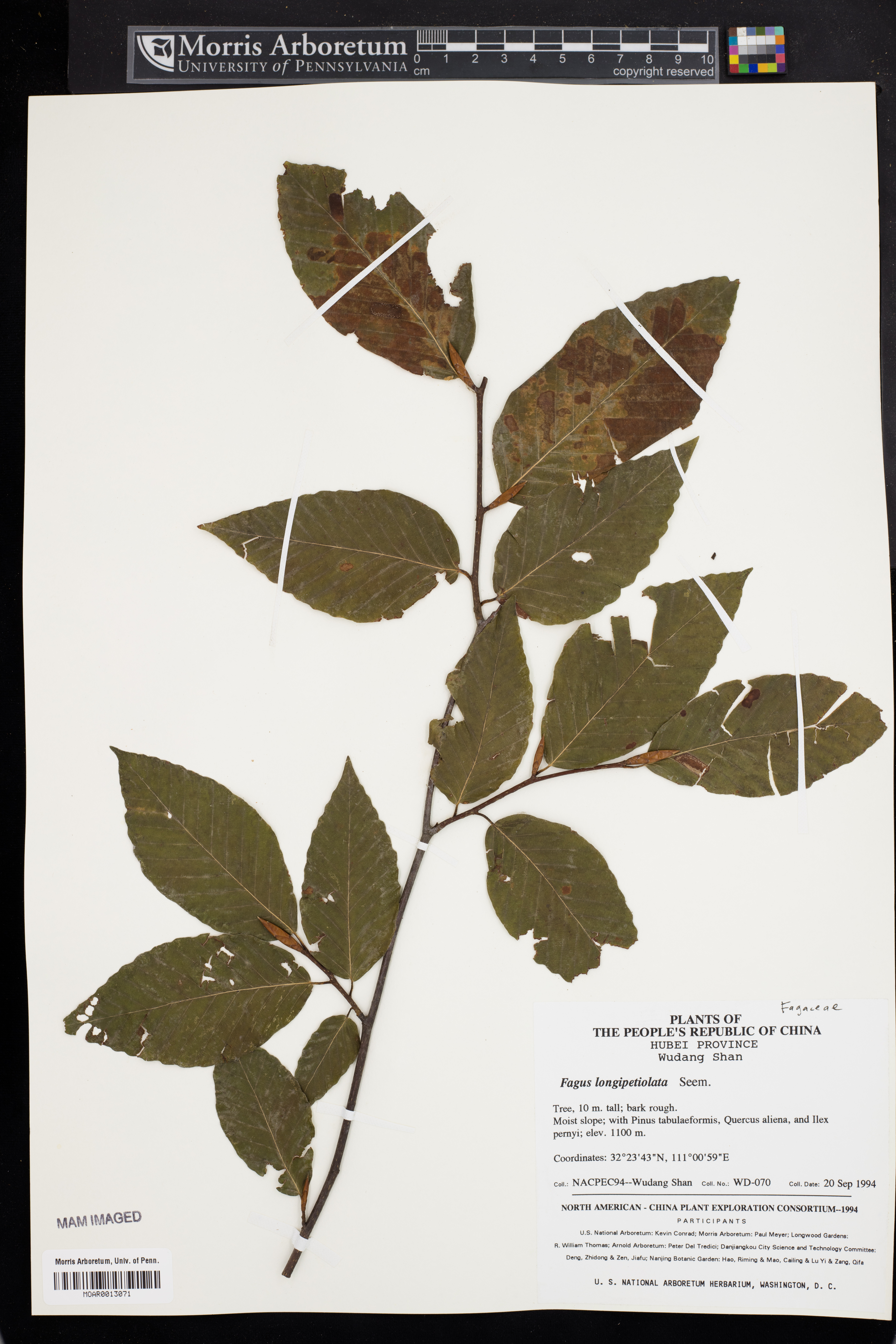 Fagus longipetiolata