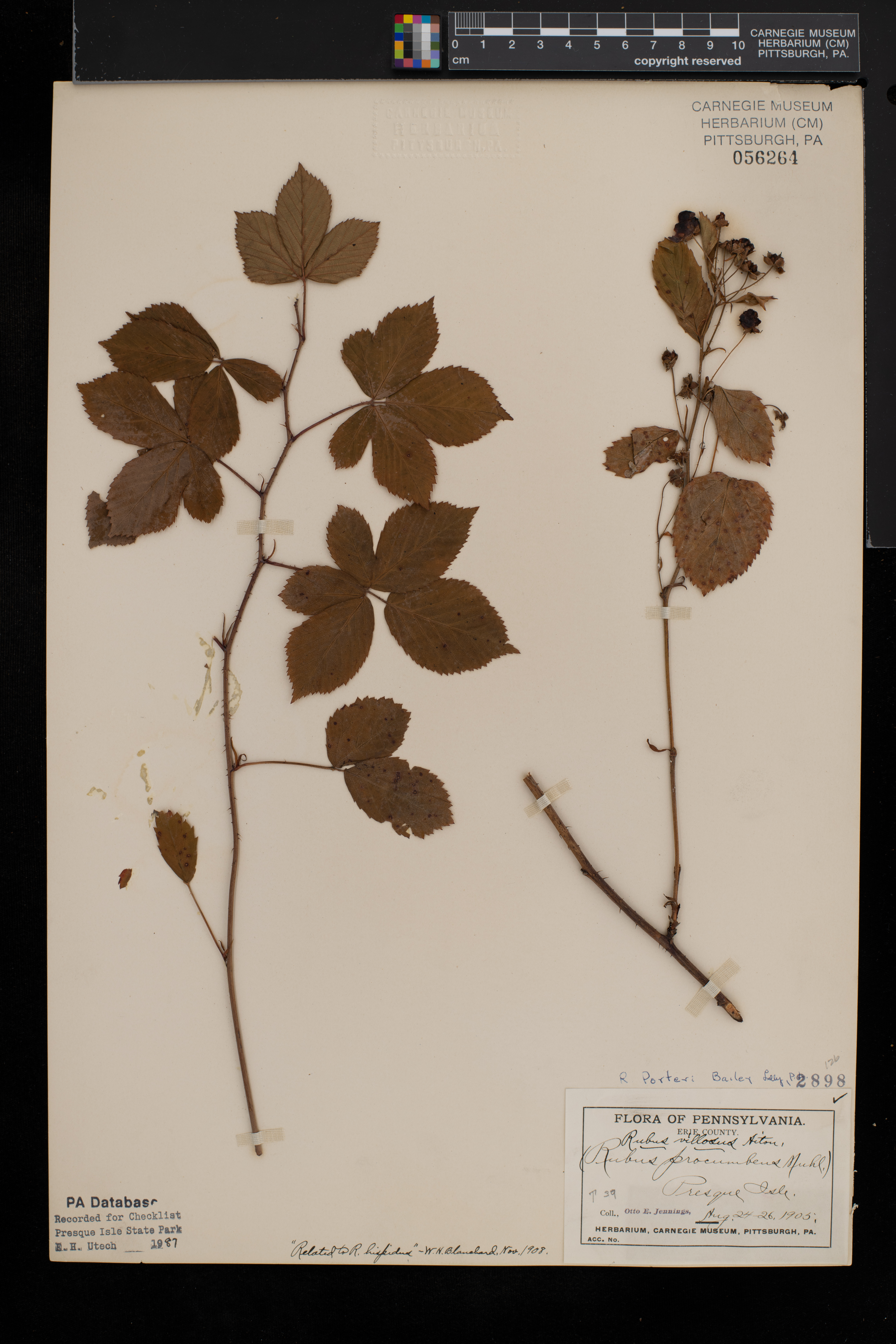 Rubus porteri thumbnail