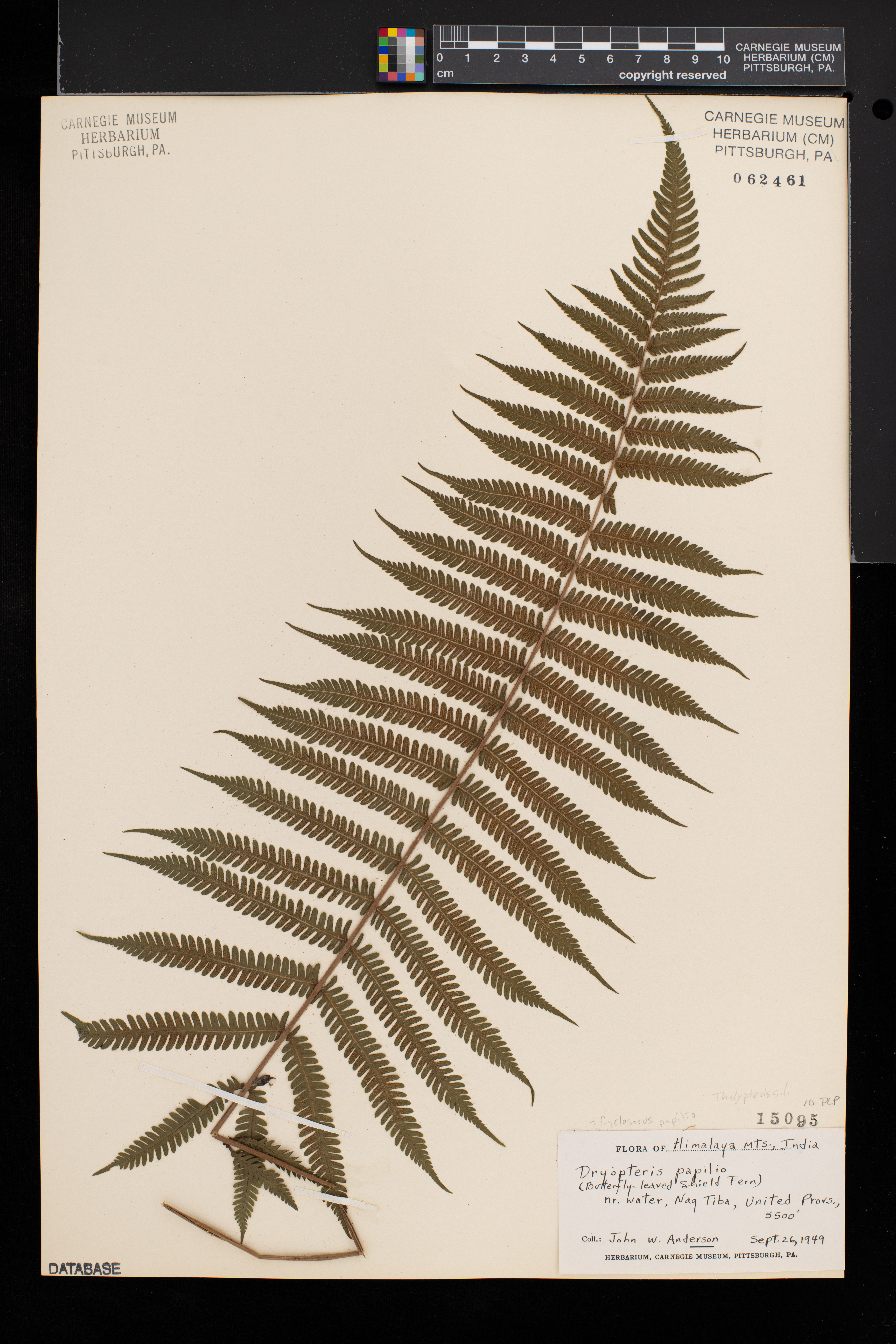 Cyclosorus papilio