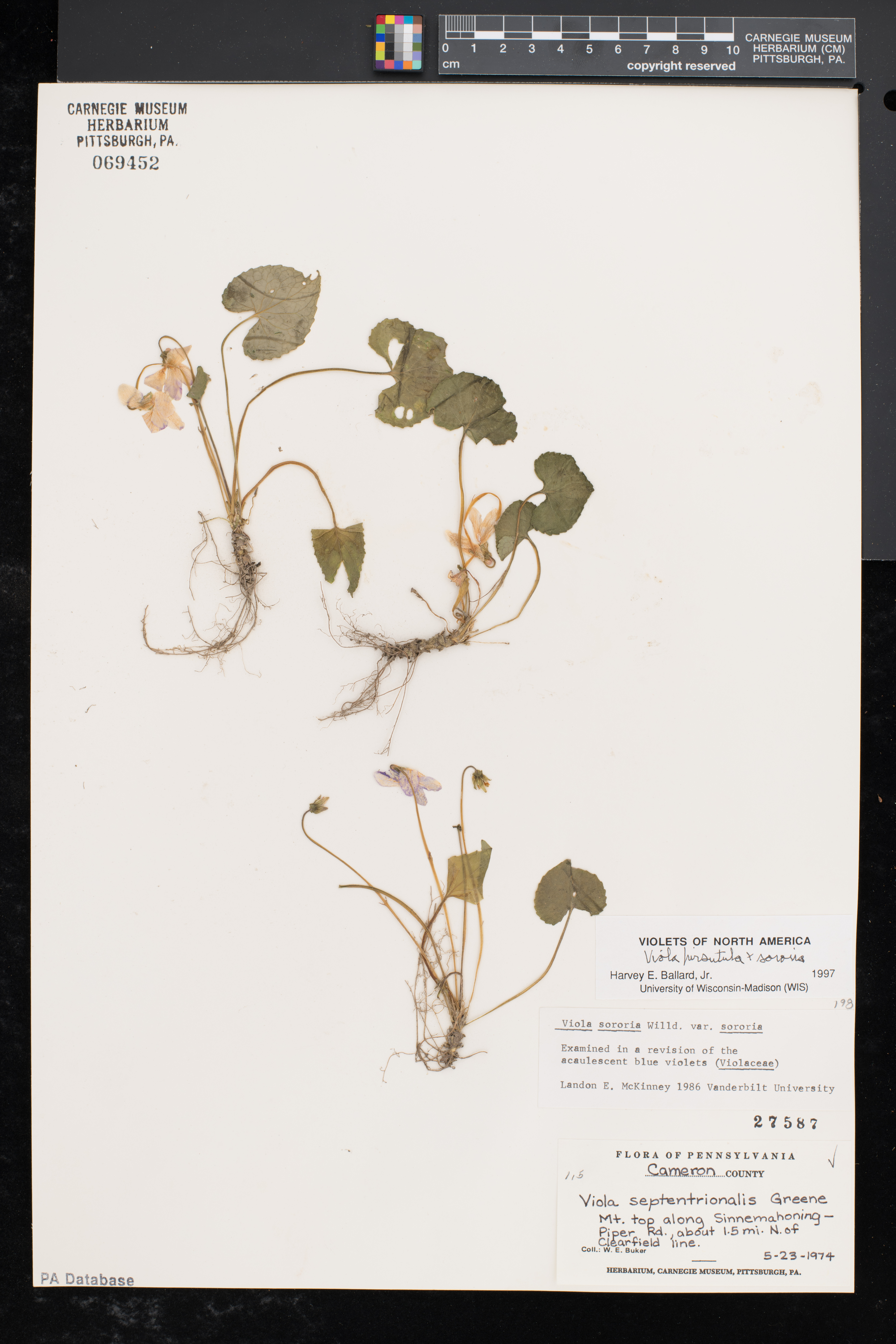 Heartleaf violet