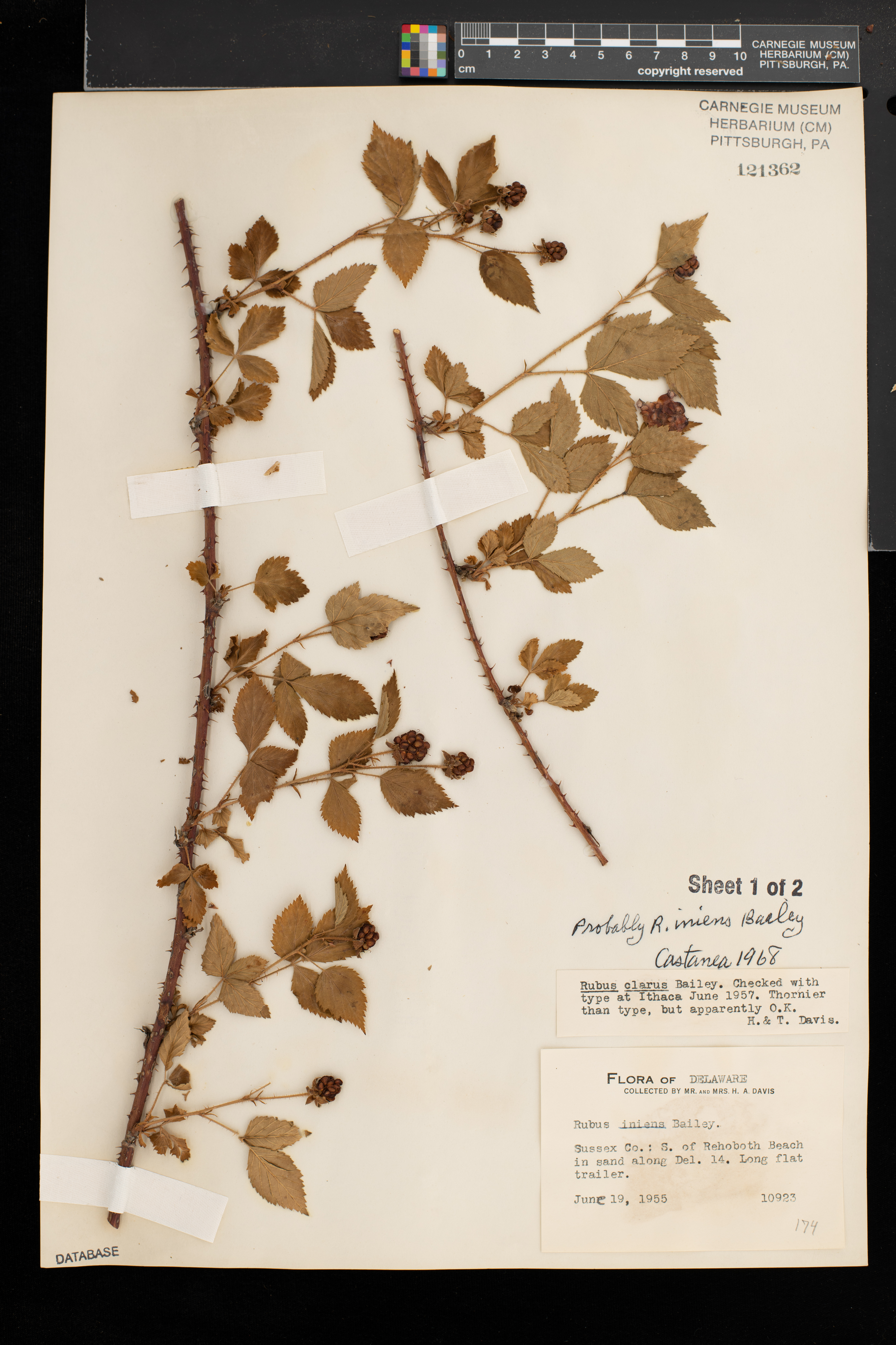 Rubus iniens thumbnail