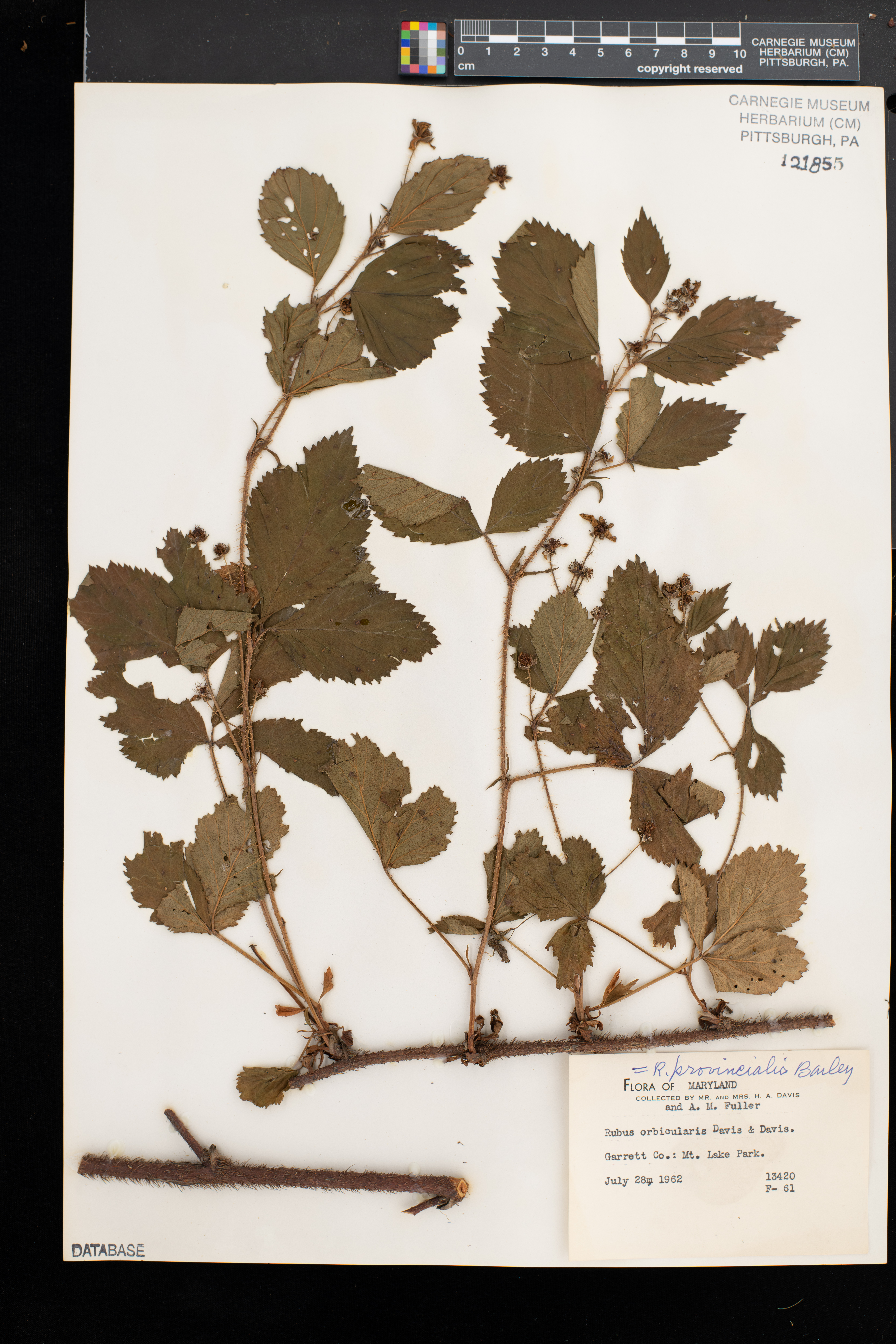 Rubus provincialis thumbnail