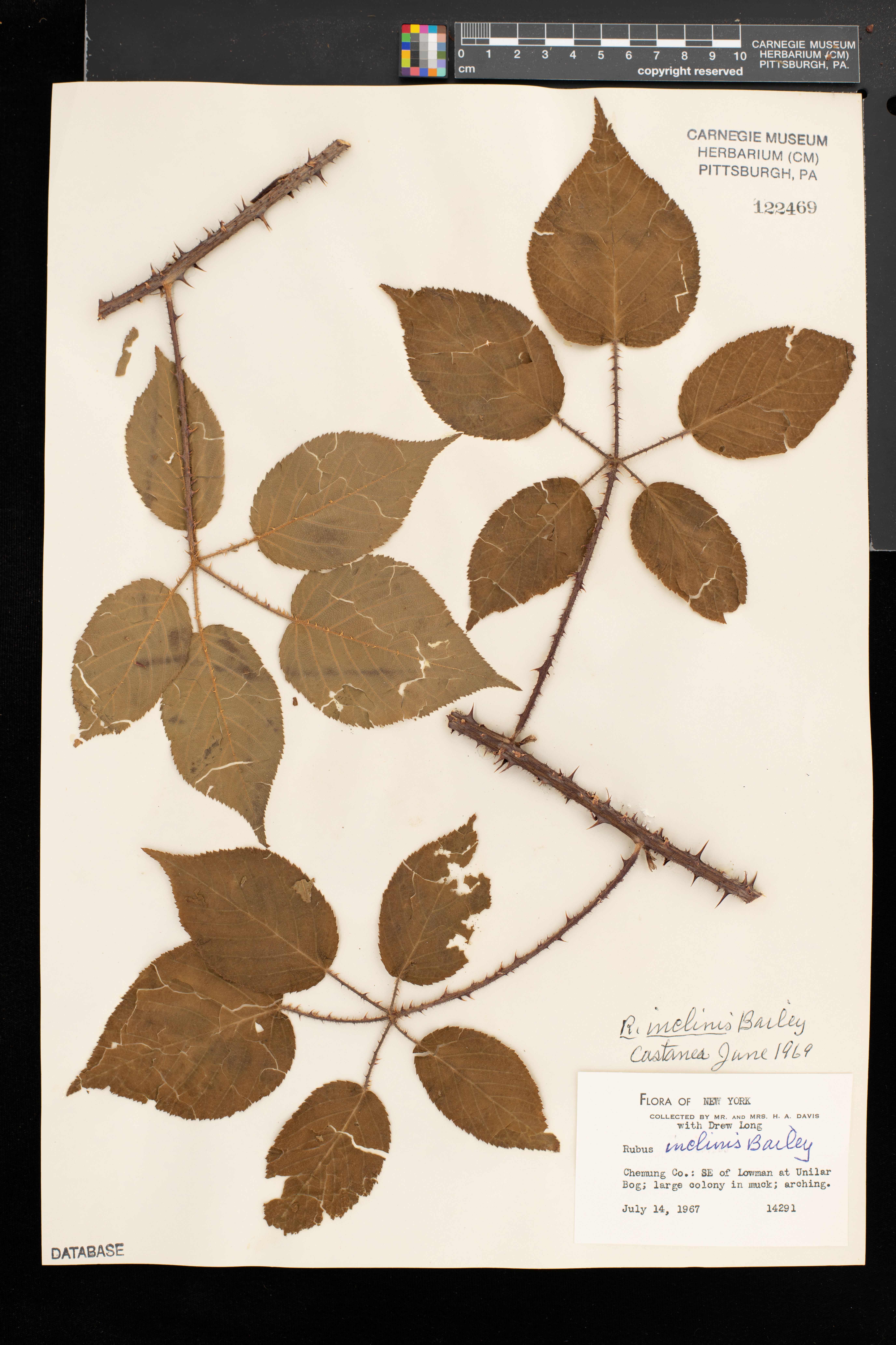 Rubus inclinis