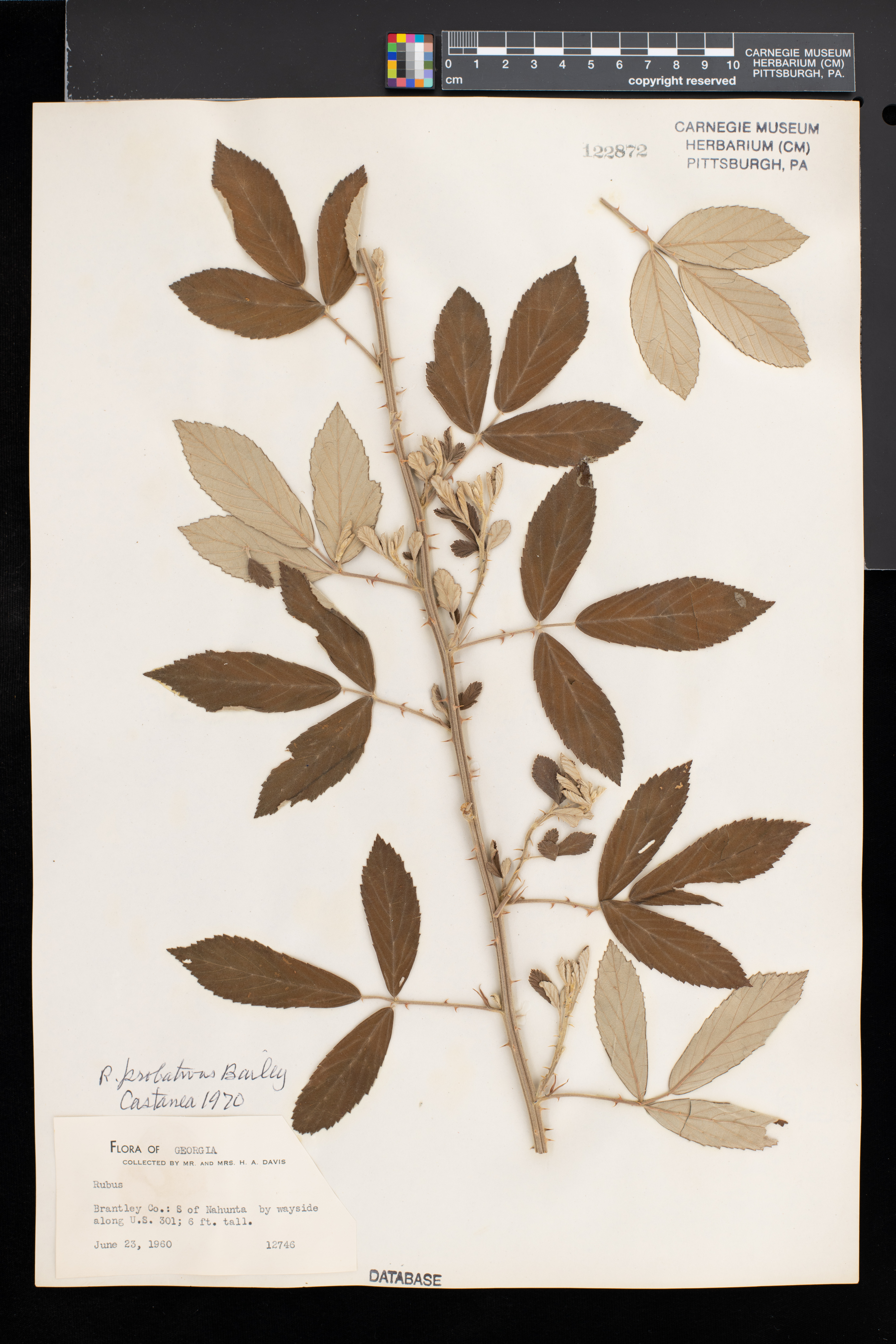 Rubus probativus thumbnail