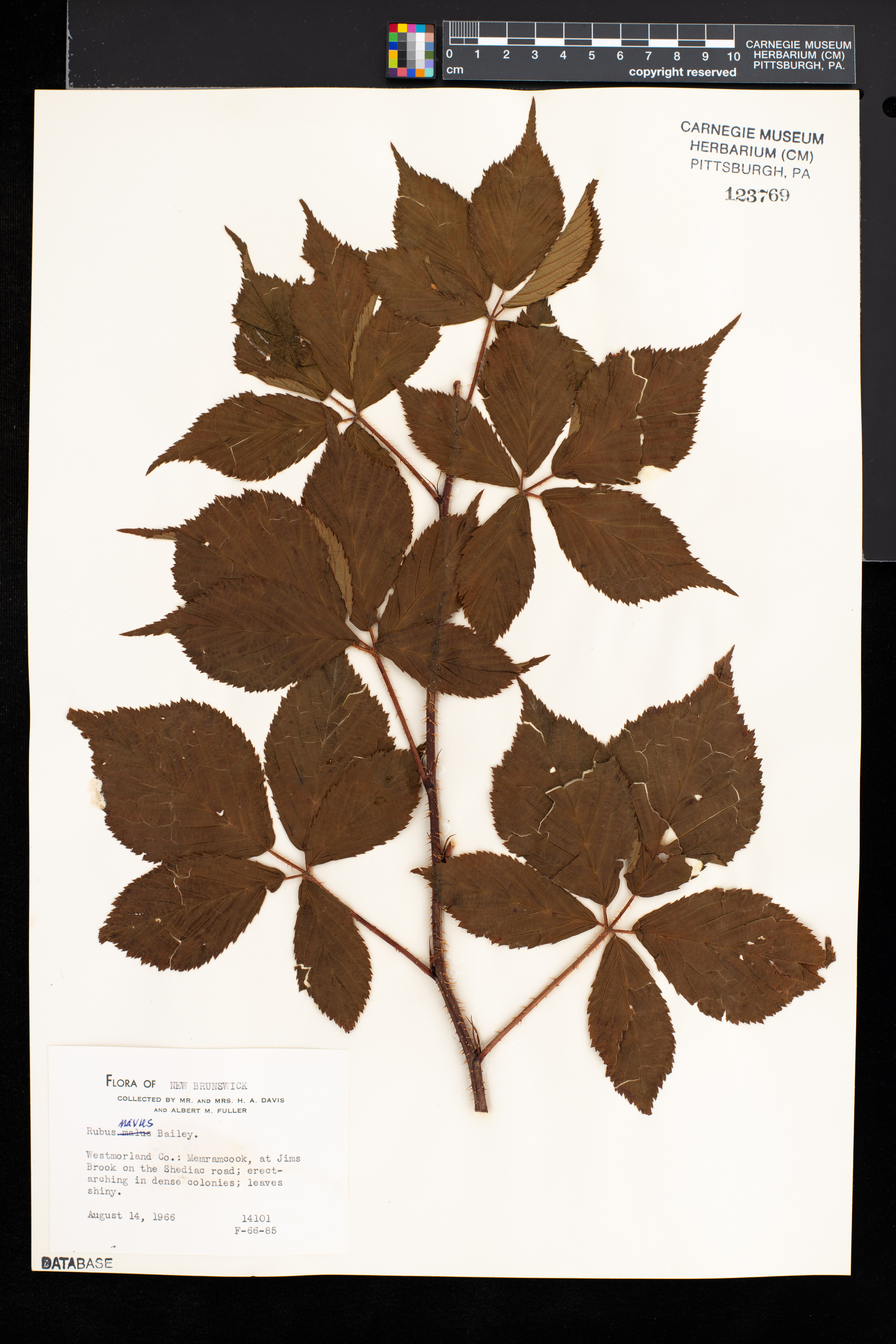 Rubus navus thumbnail