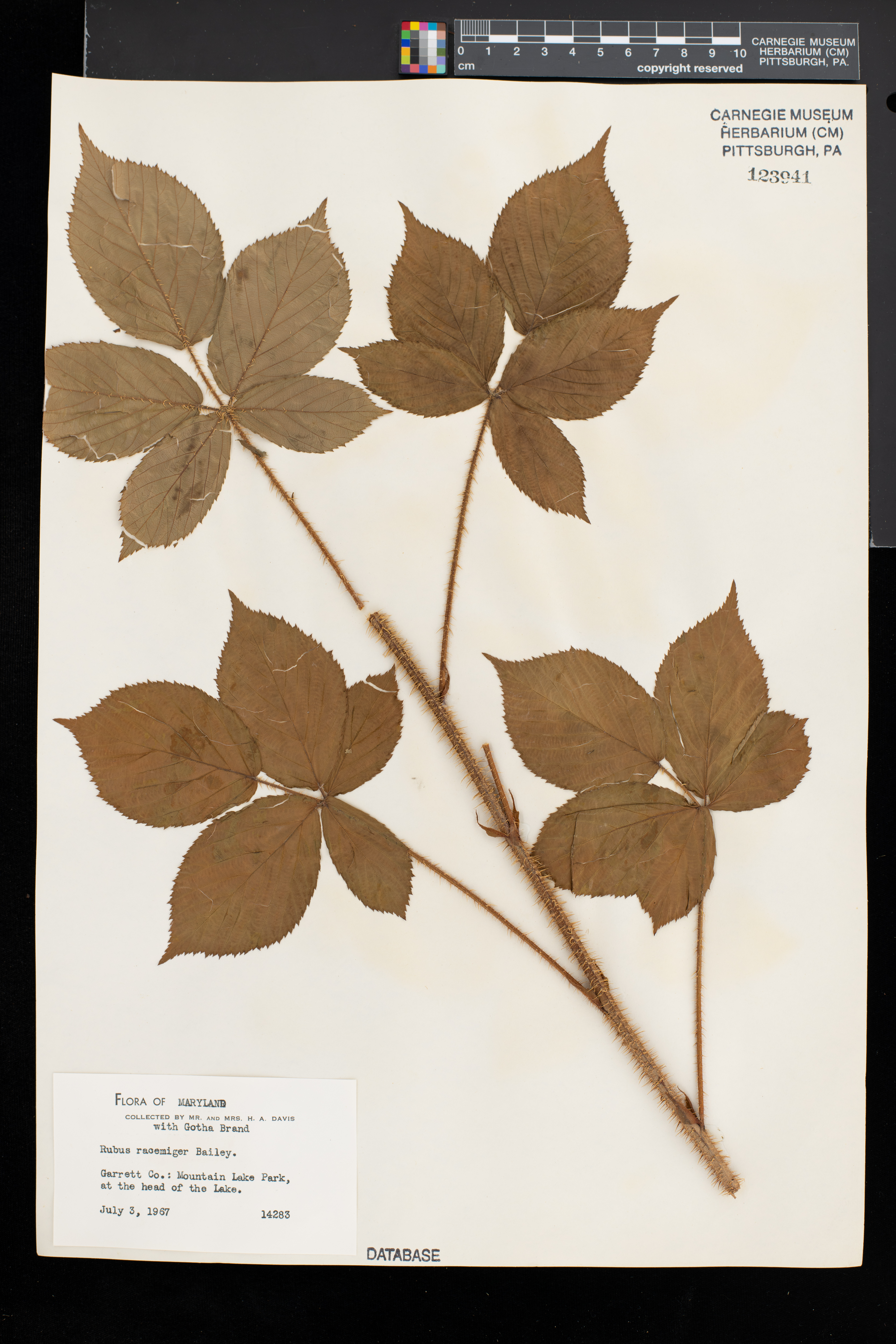 Rubus racemiger