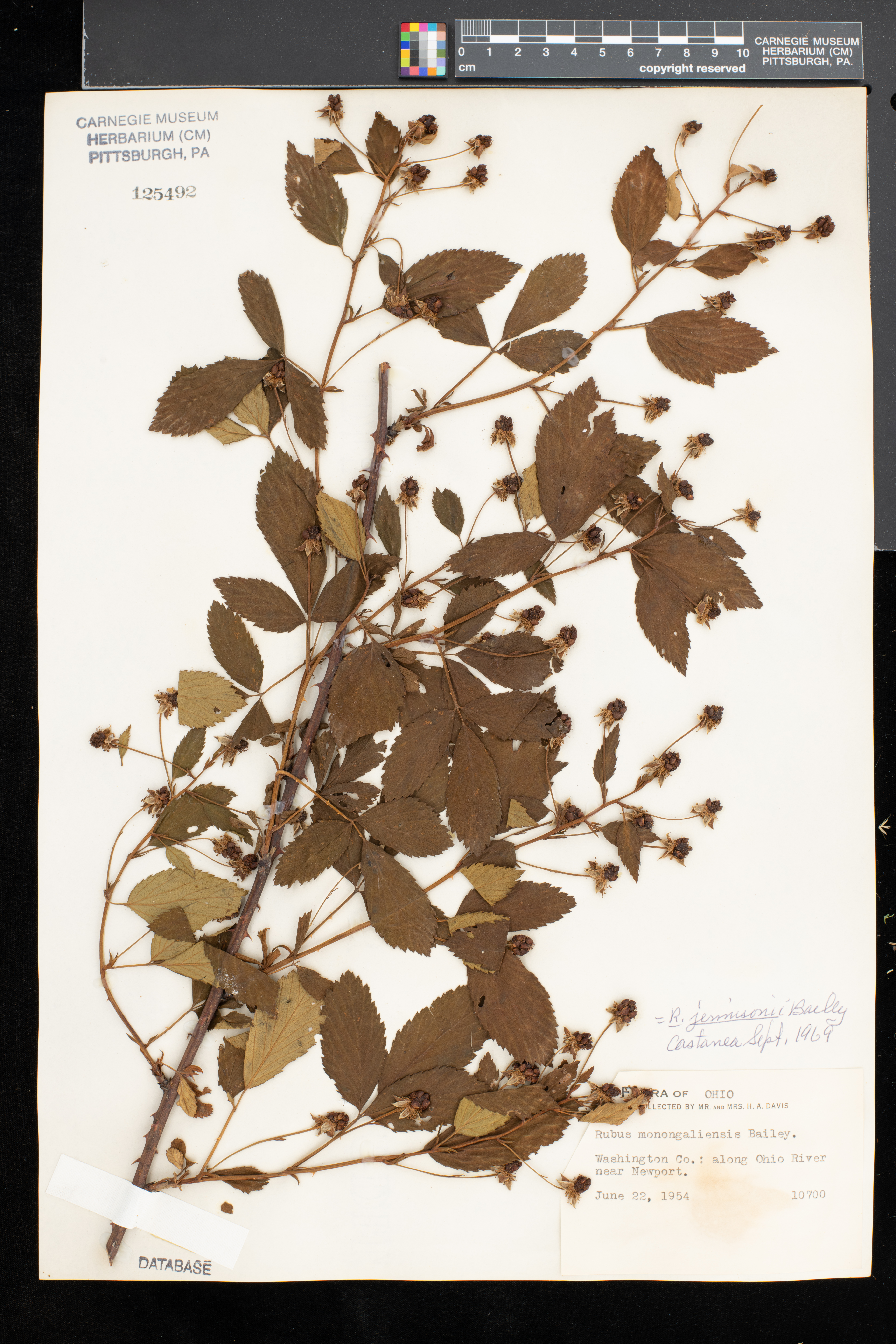 Rubus suus thumbnail