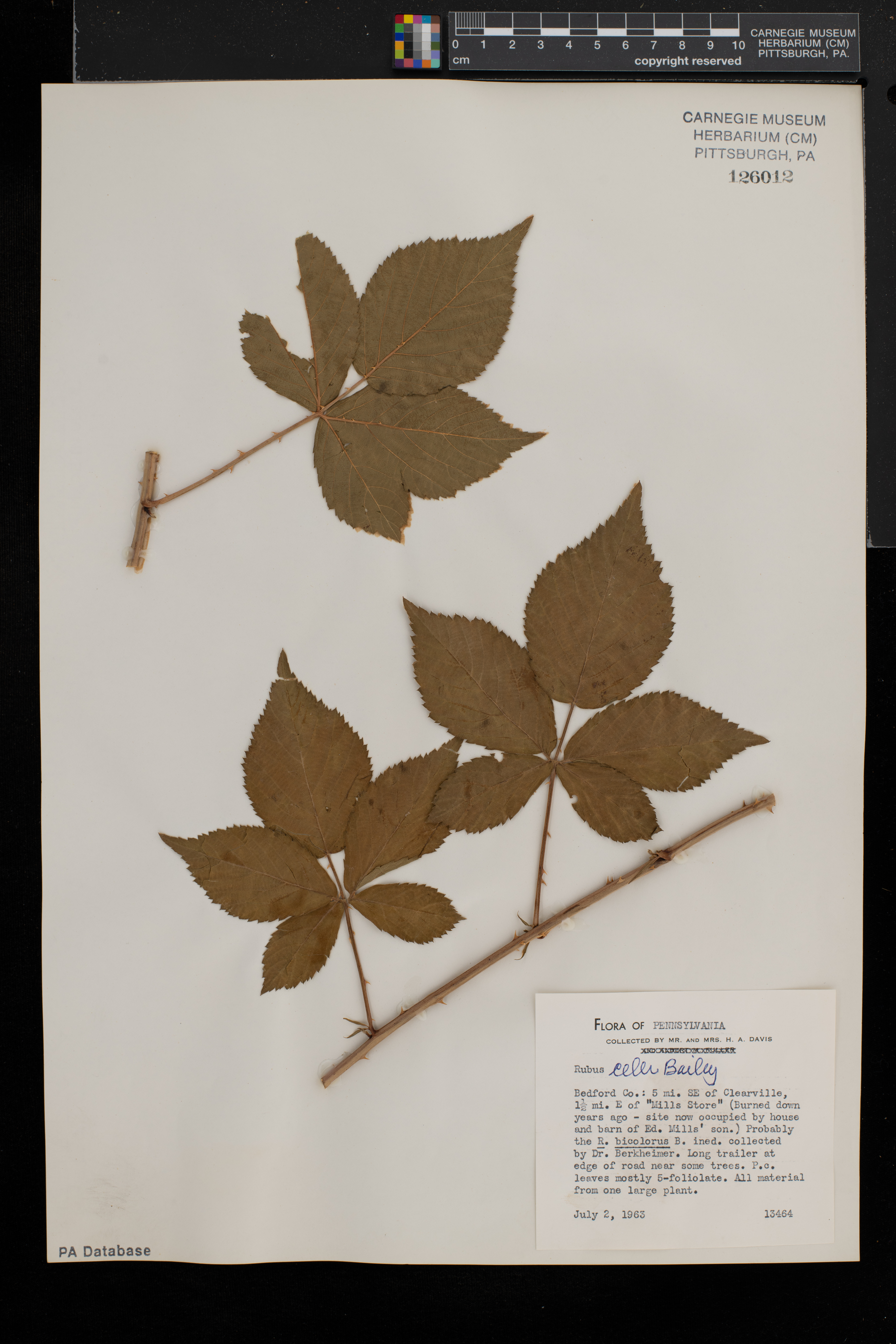 Rubus fecundus thumbnail